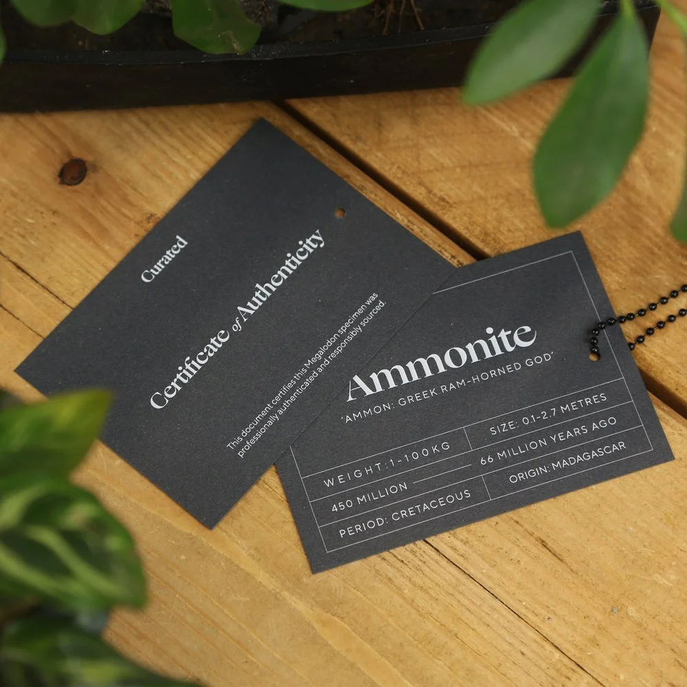 Ammonite-COA.jpg