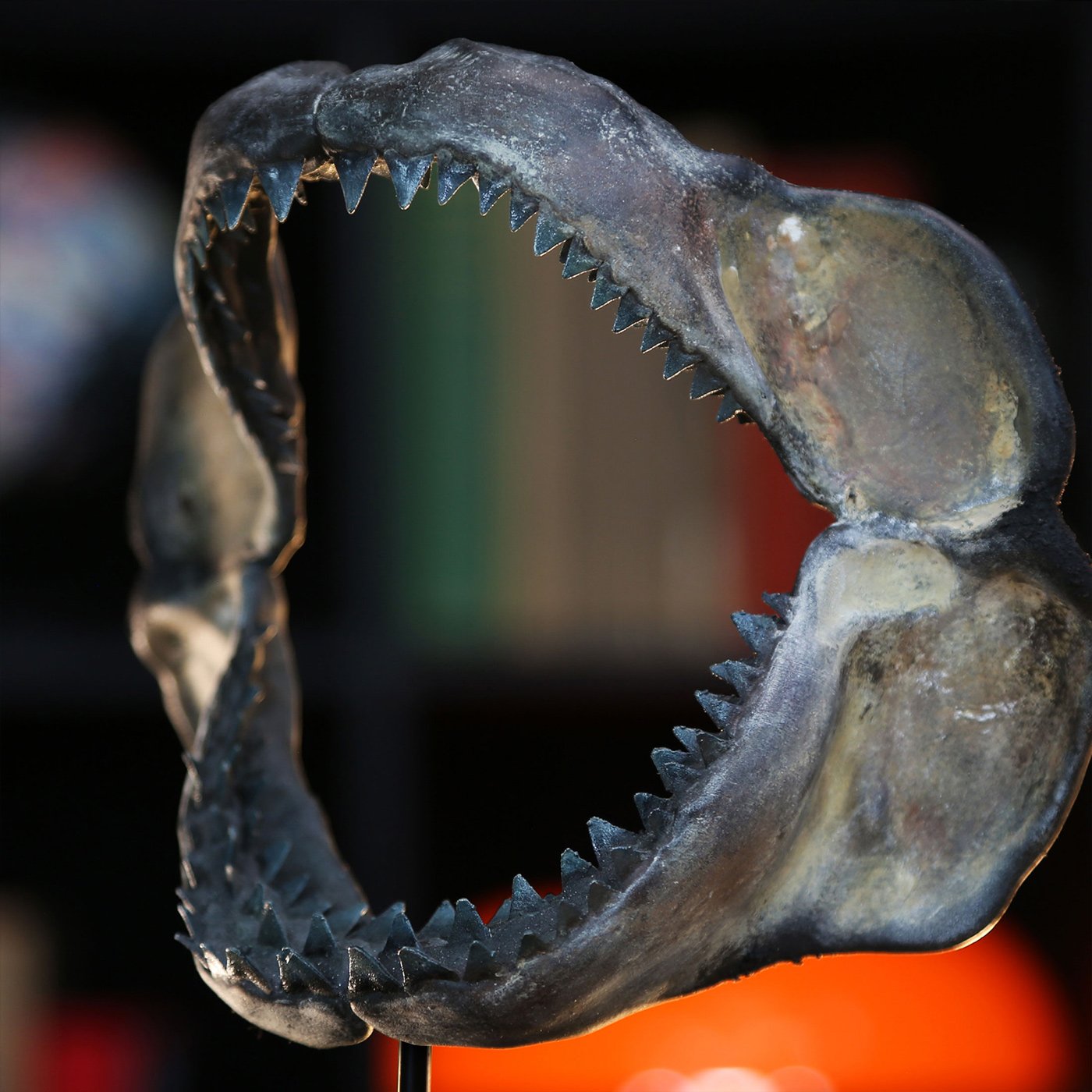 megalodon-support-3-2025.jpg