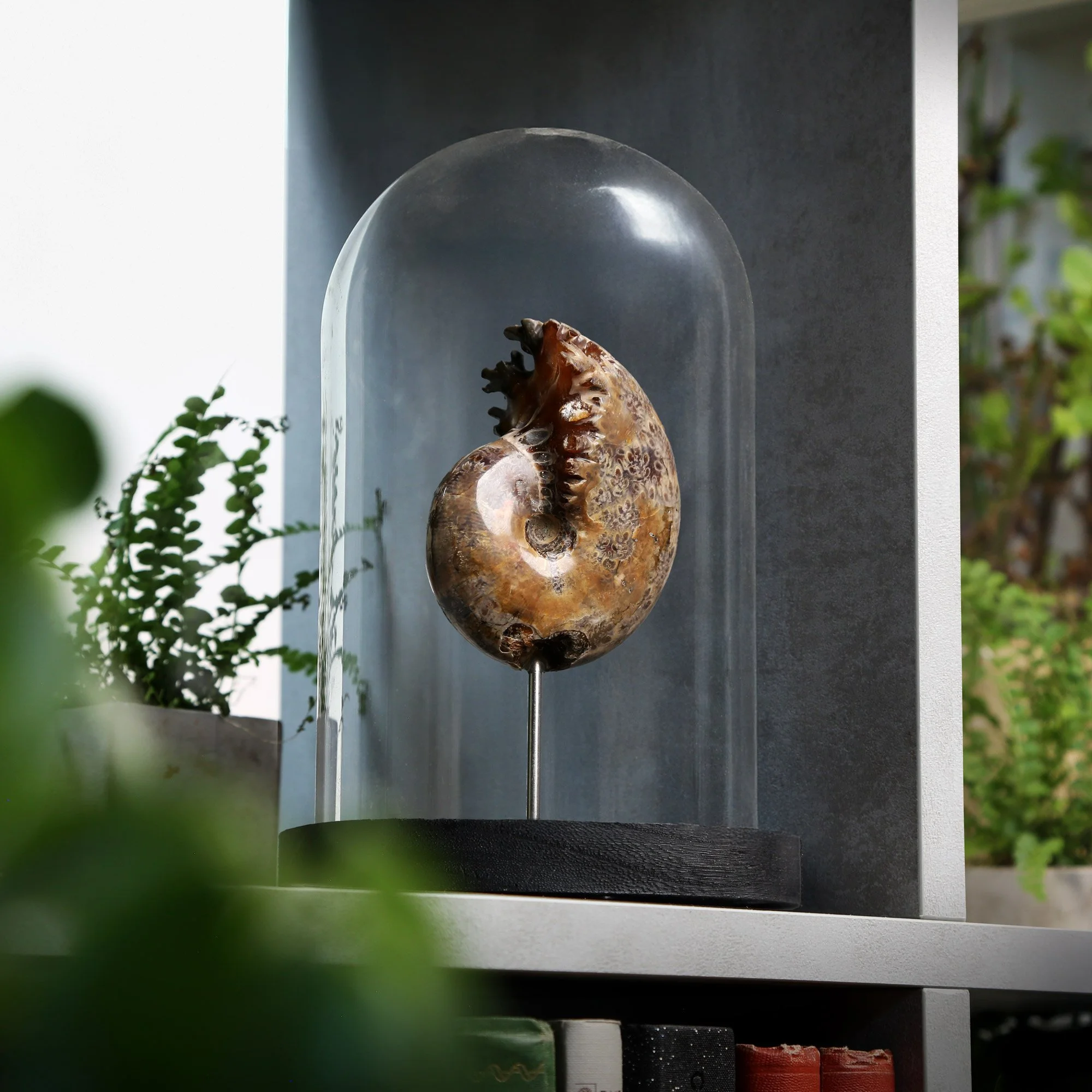 leiotcera-ammonite-12x16-2nd.jpg