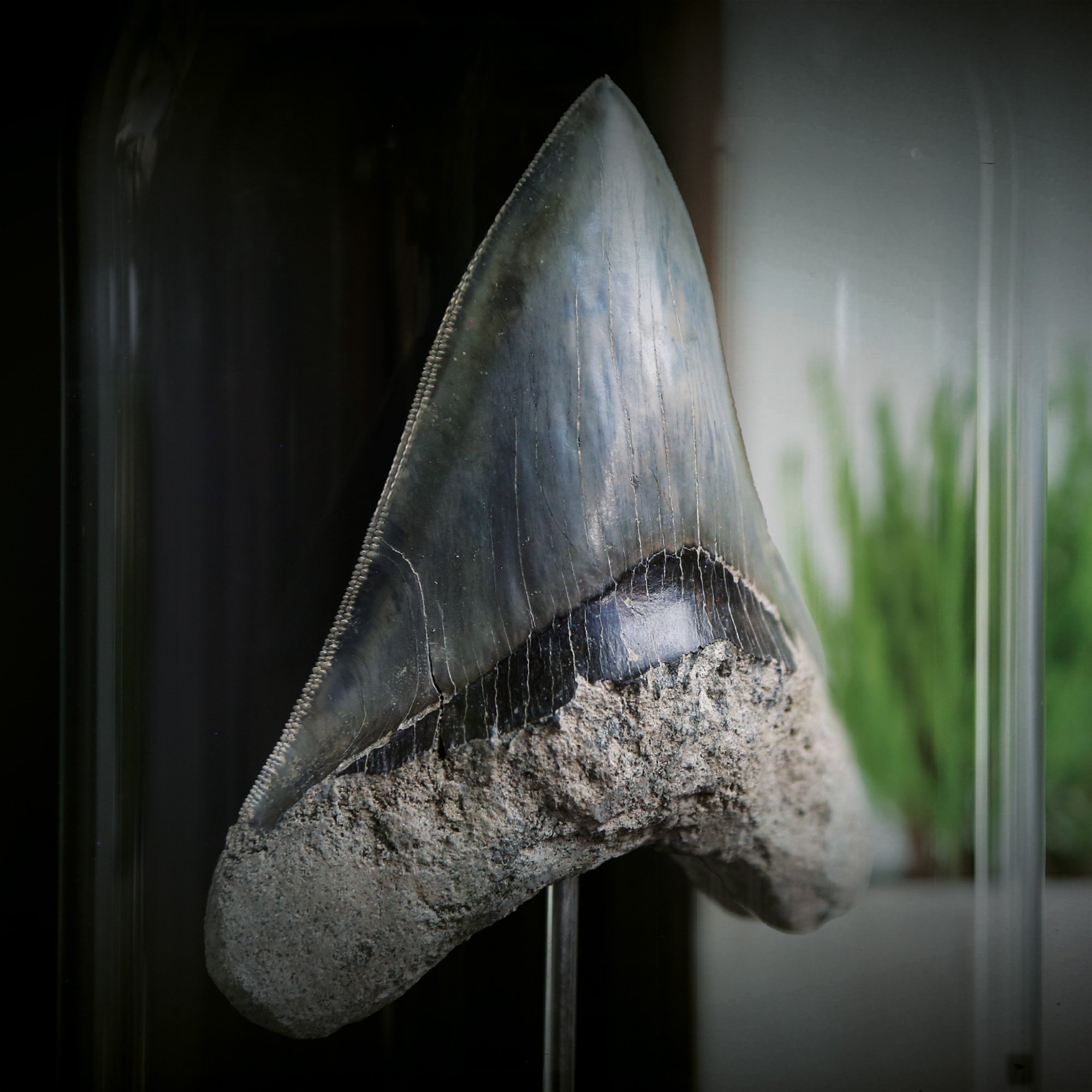 megalodon-21x25-alt-2.jpg