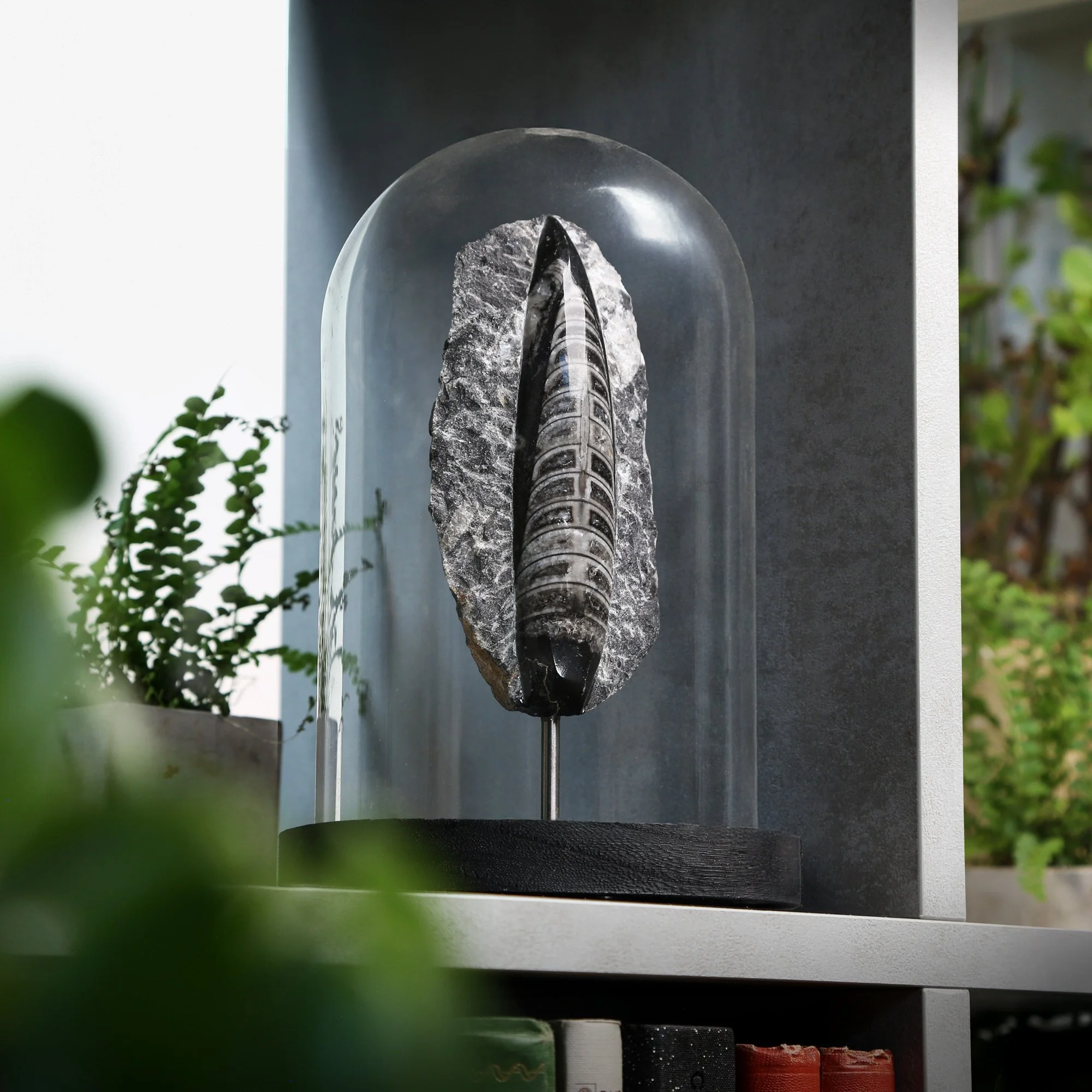 orthocera-bell-jar-2nd-12x16.jpg