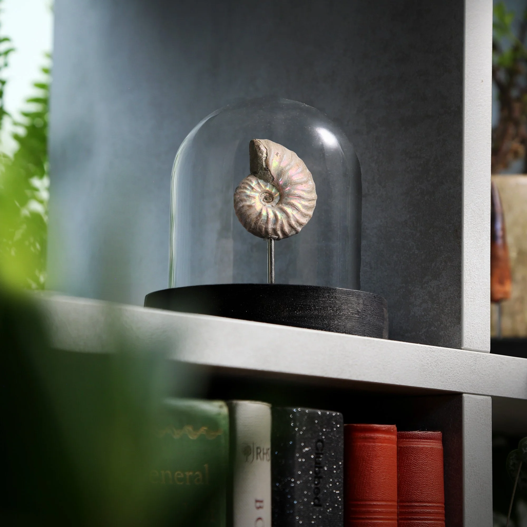 irredescent-ammonite-10x10.jpg