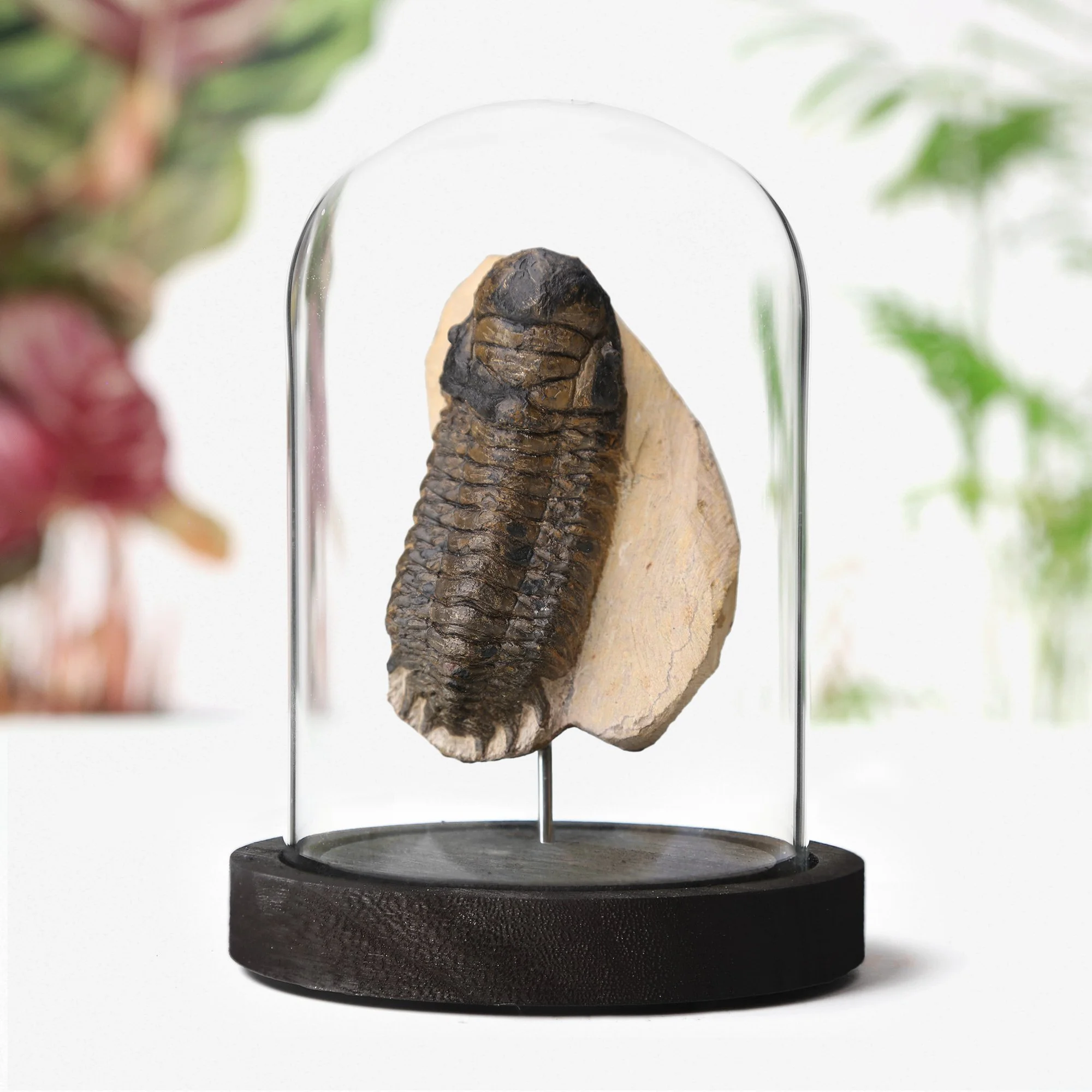 beckops-trilobite-bell-jar-12x16.jpg