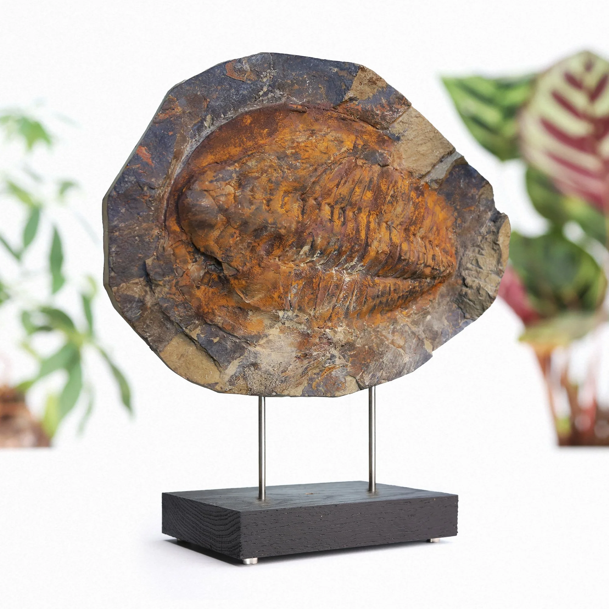XL-Trilobite (1).jpg