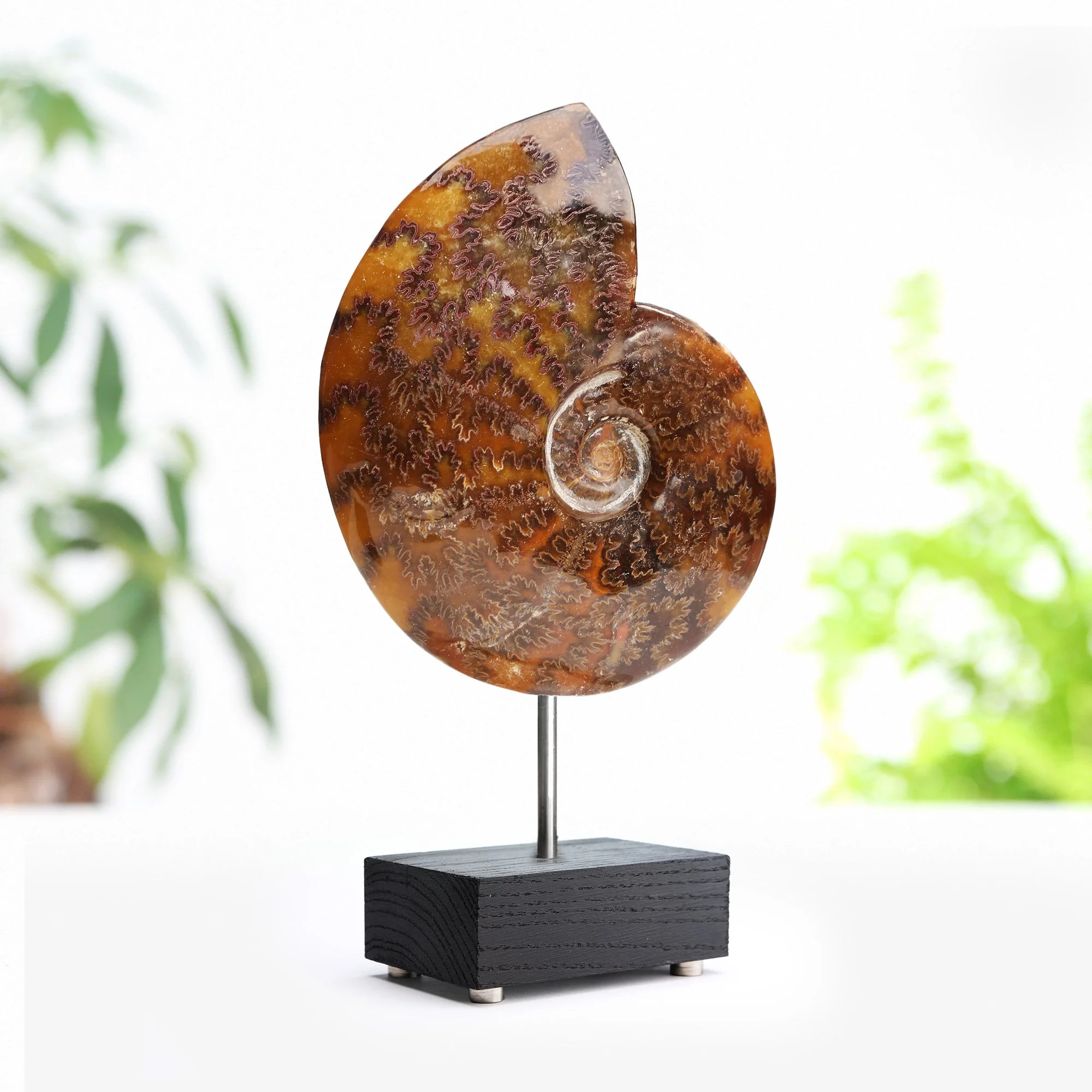 cleoniceras-ammonite-stand.jpg