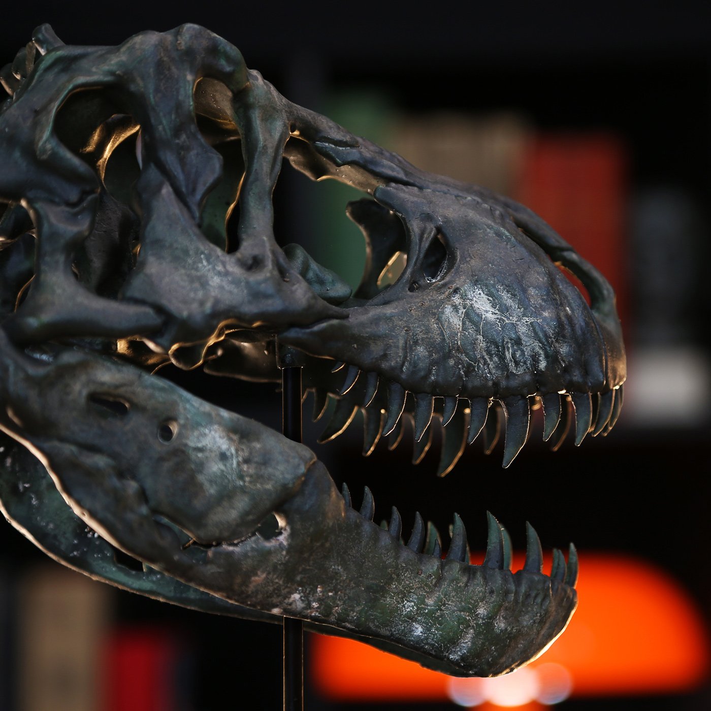 t-rex-support-6-2025-.jpg