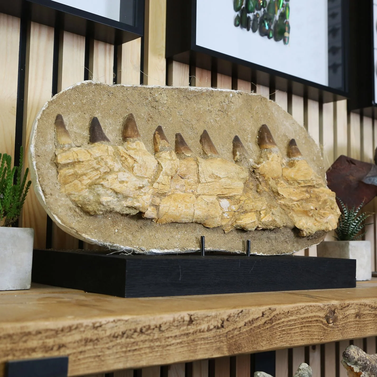 mosasaur-jaw-2.jpg