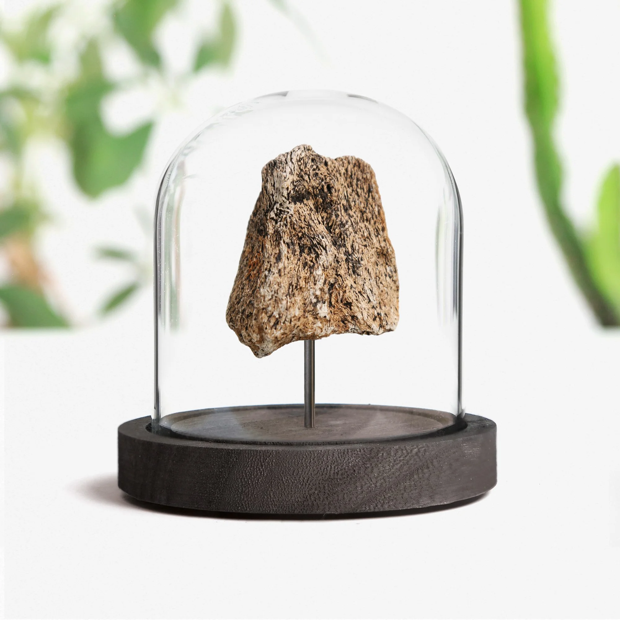 wooly-mammoth-bone-12x13.jpg