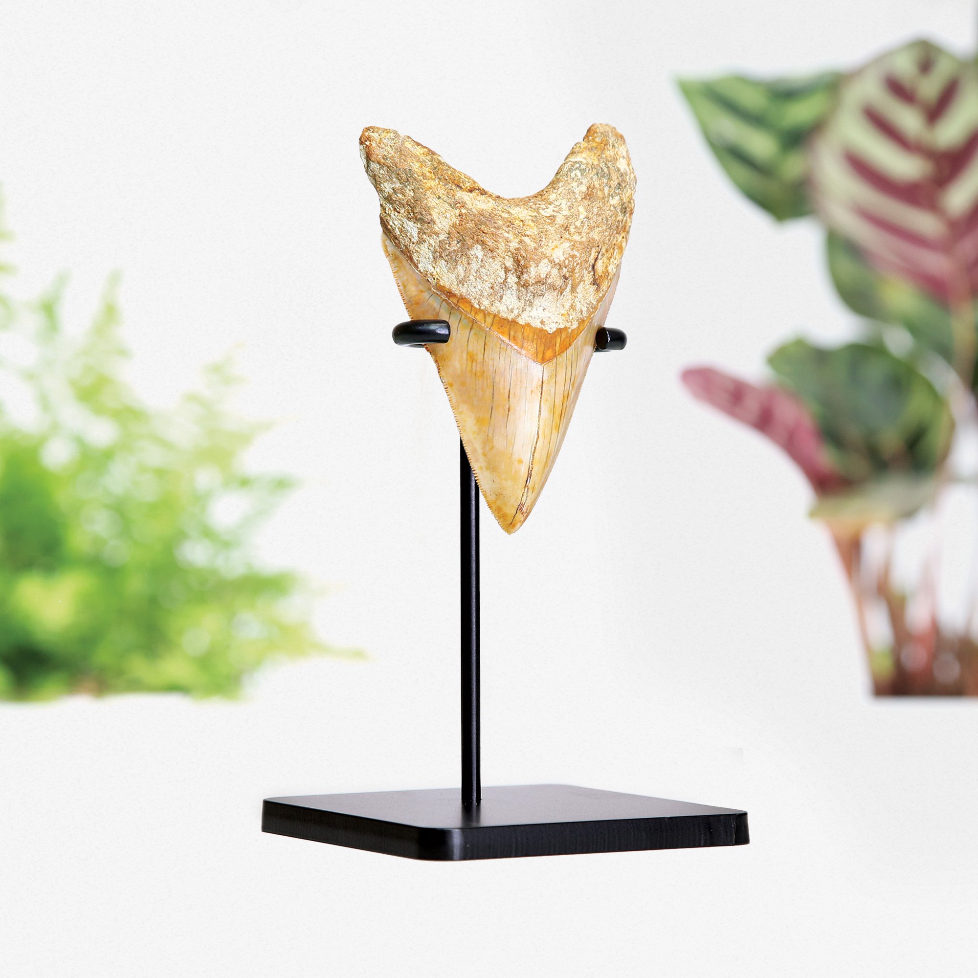 Megalodon Large Tooth Stand