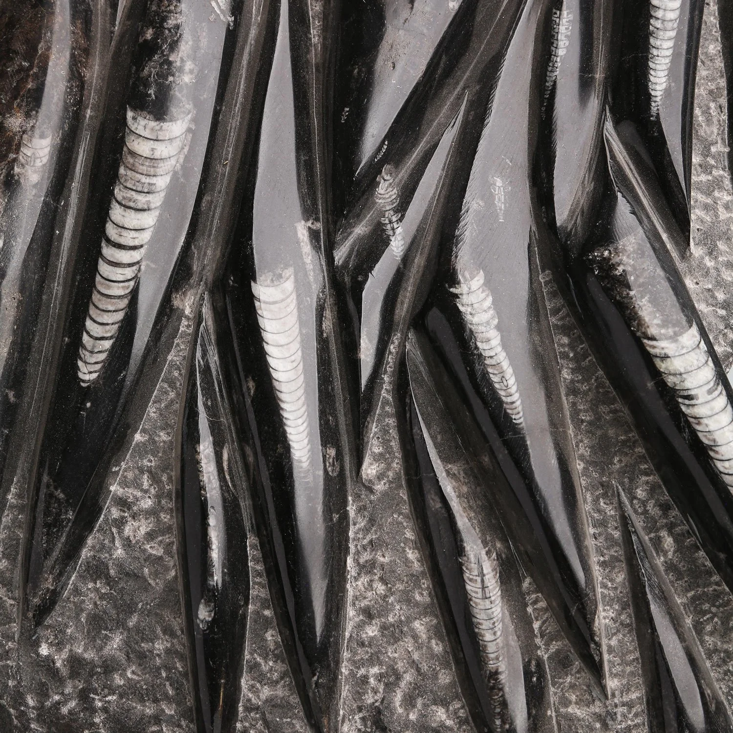 xl-orthocera-secondary-2.jpg