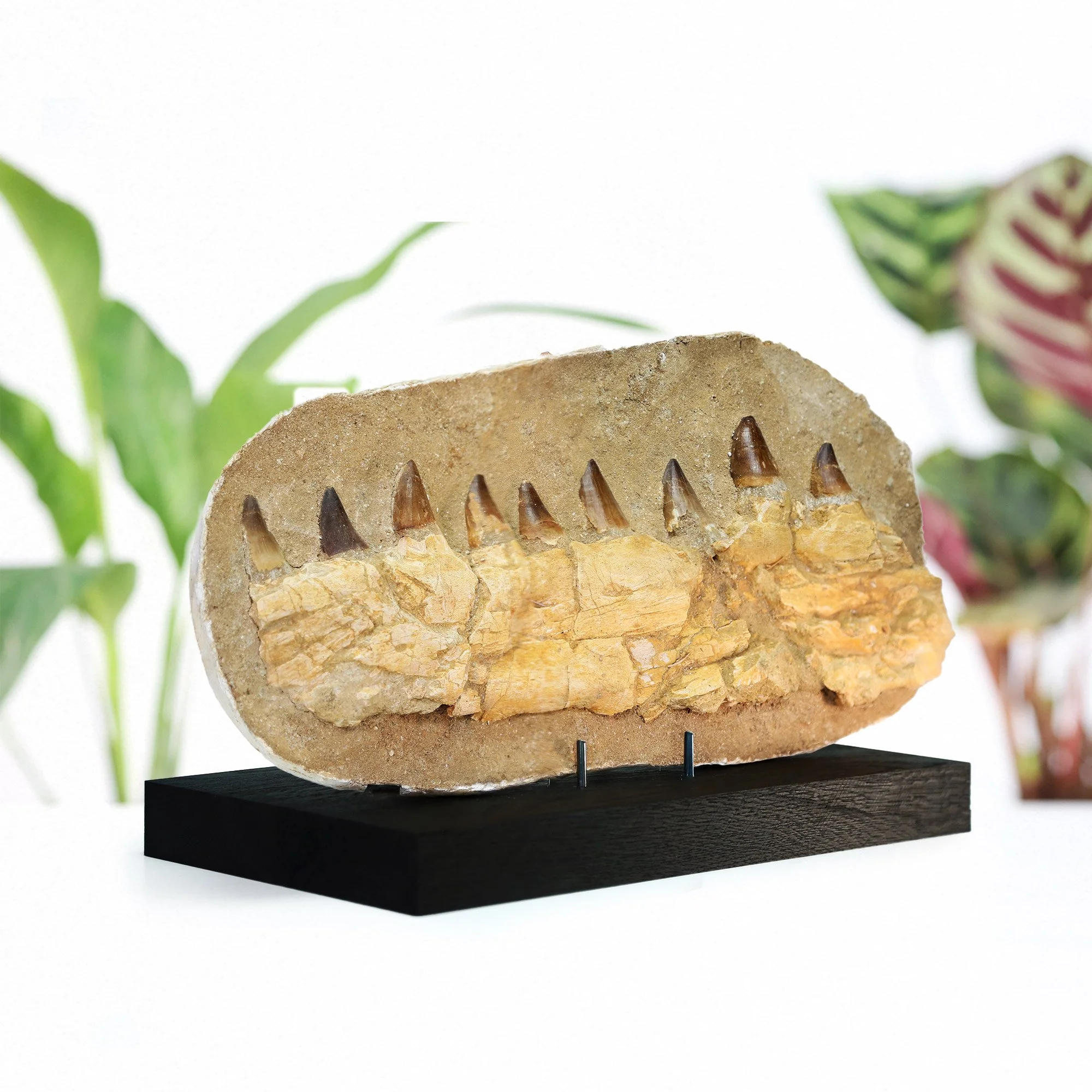 xl-mosasaur-jaw-stand-.jpg