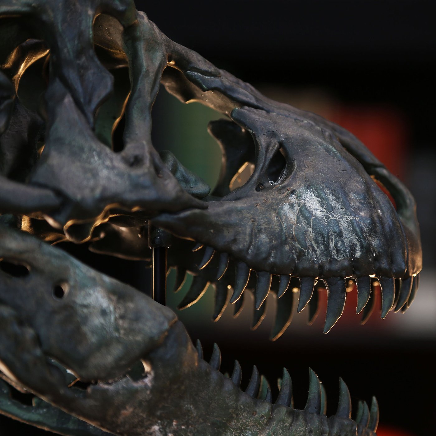 t-rex-support-3-2025.jpg