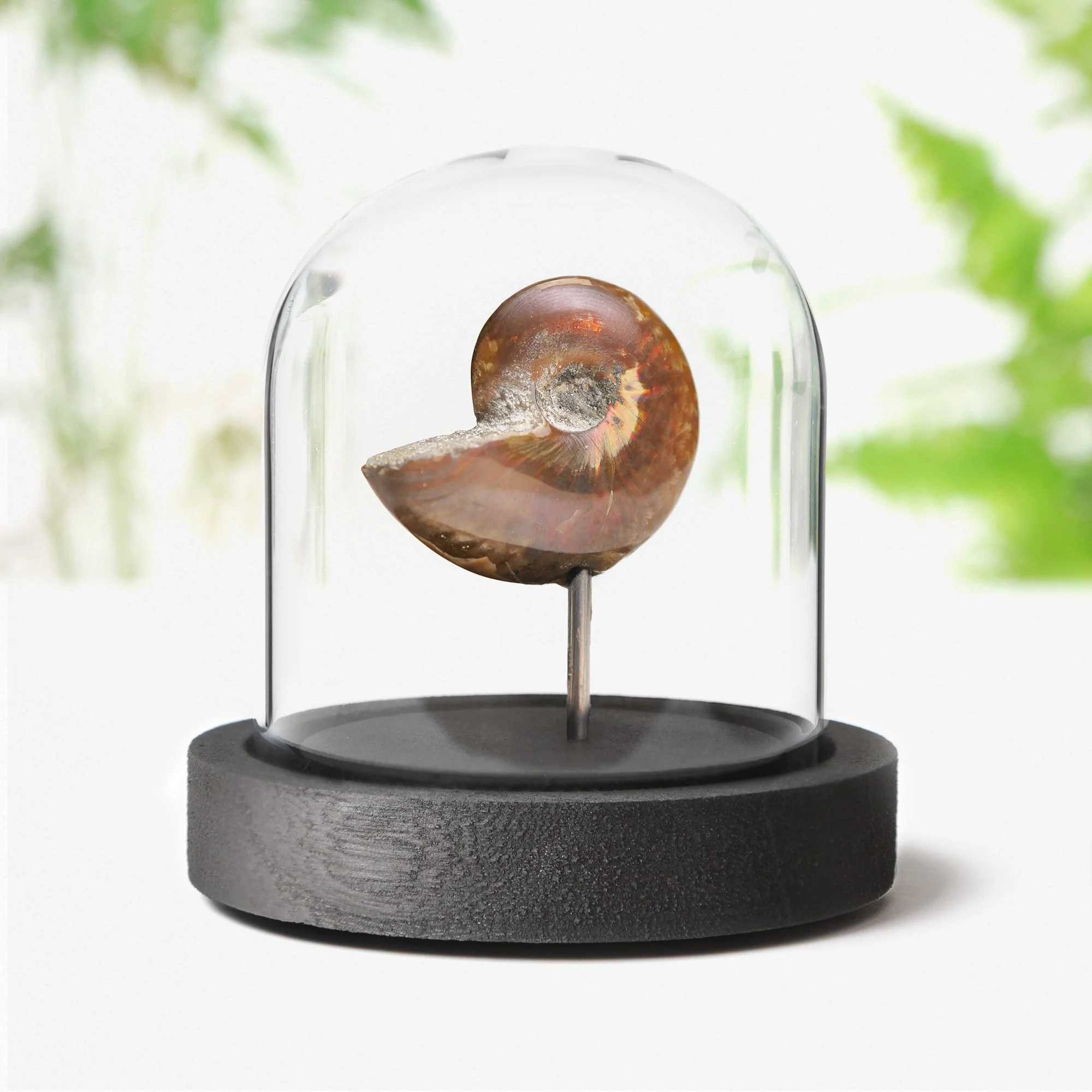 irredescent-red-ammonite-10x10.jpg