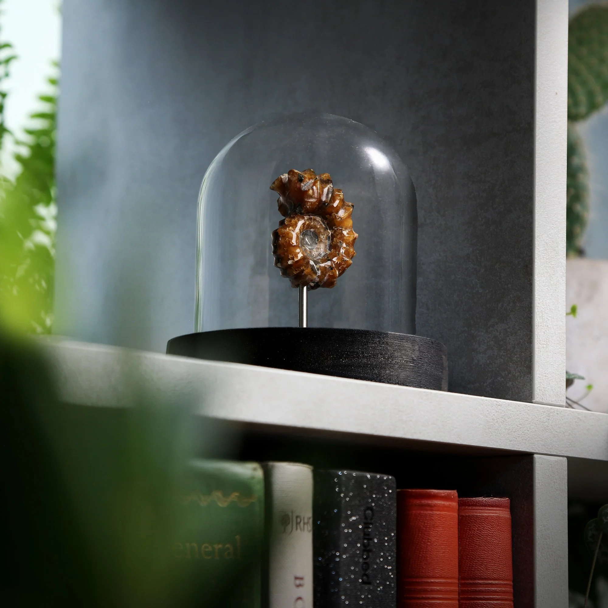 polished-douvilleceras-ammonite-2nd-10x10.jpg