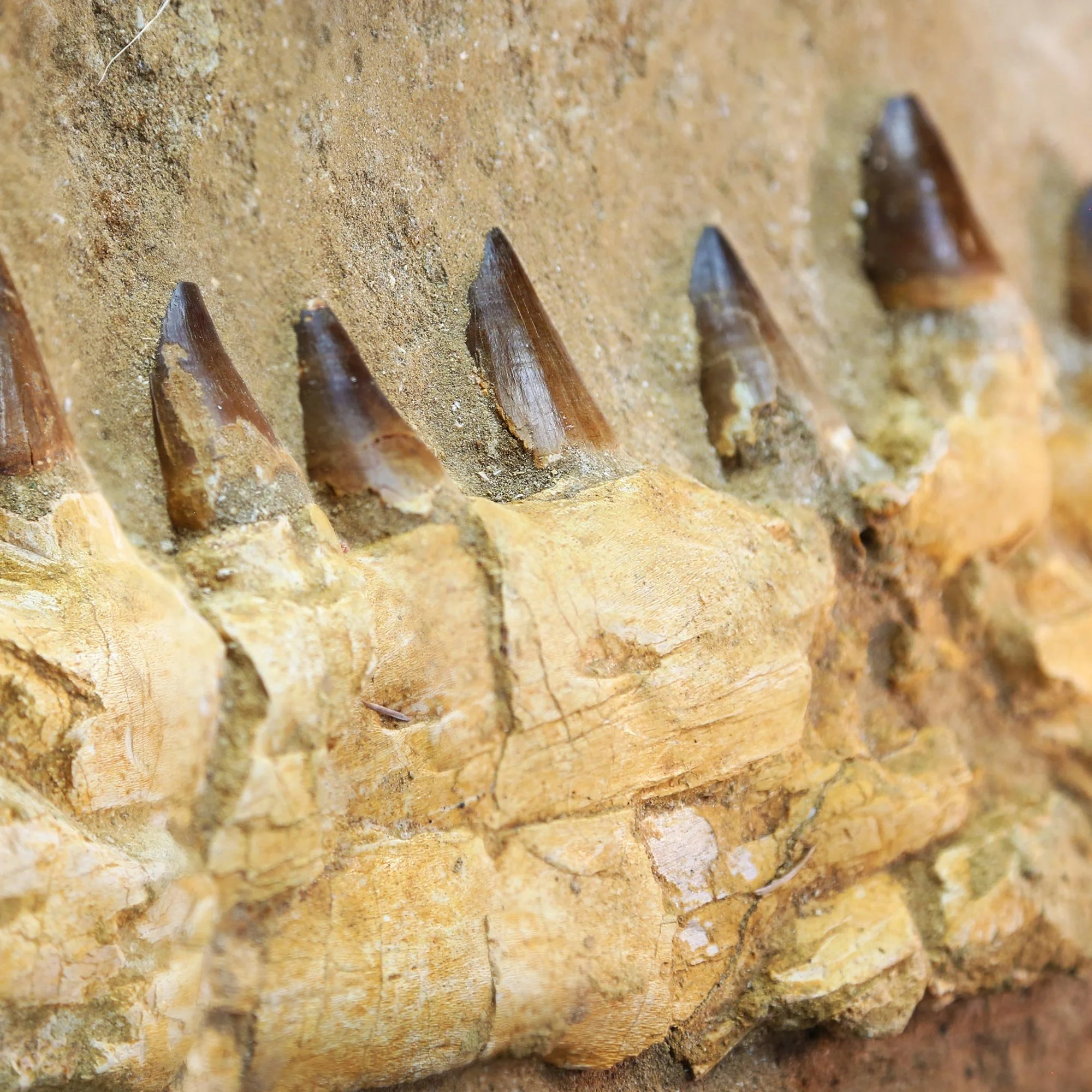 mosasaur-3.jpg
