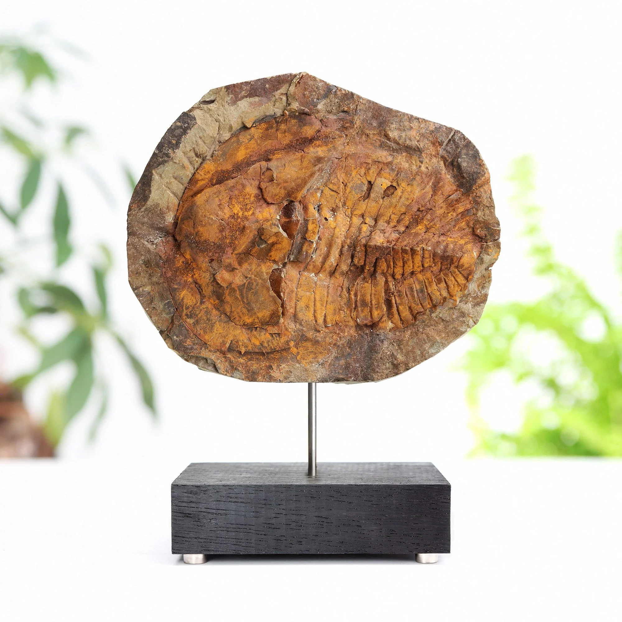 small-trilobite-stand.jpg