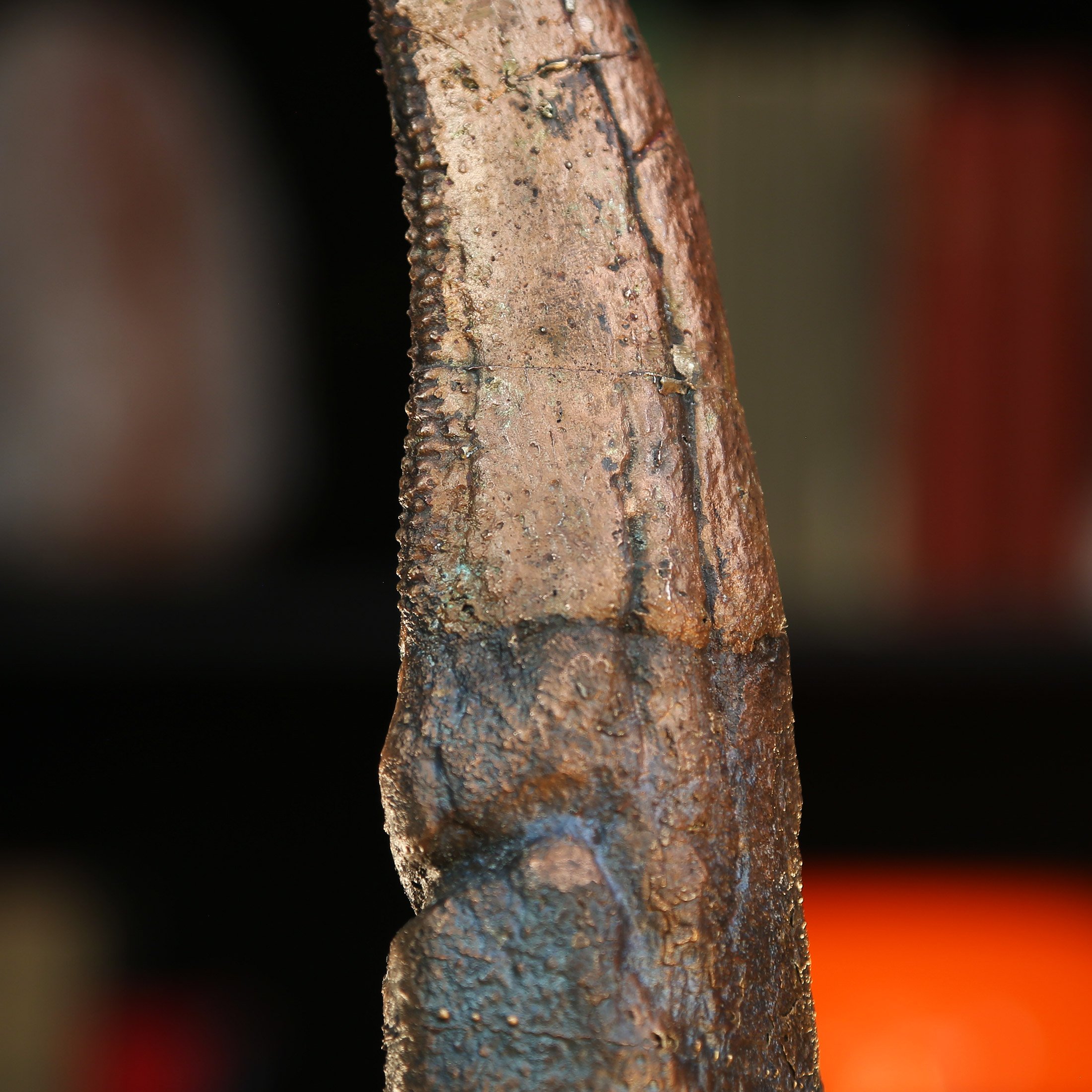 t-rex-tooth-4.jpg