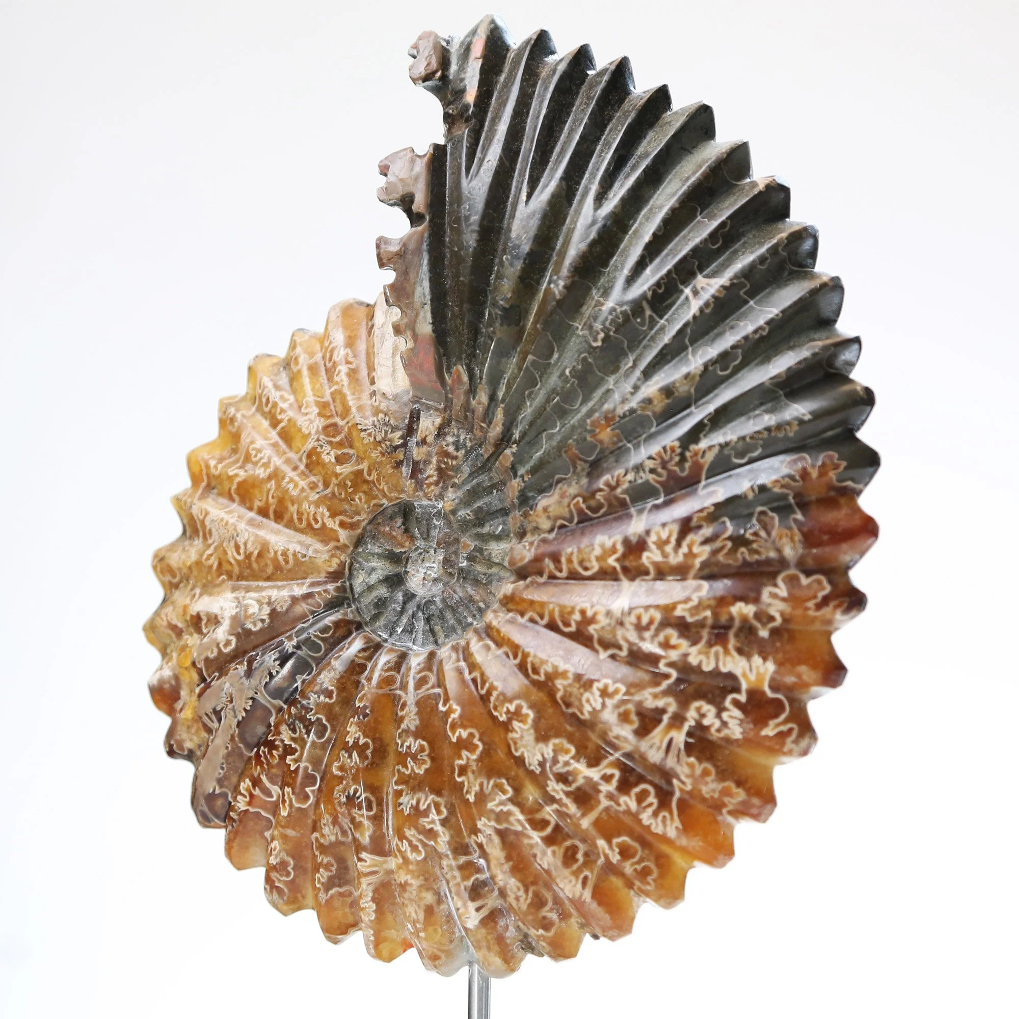 polished-ammonite-2nd.jpg