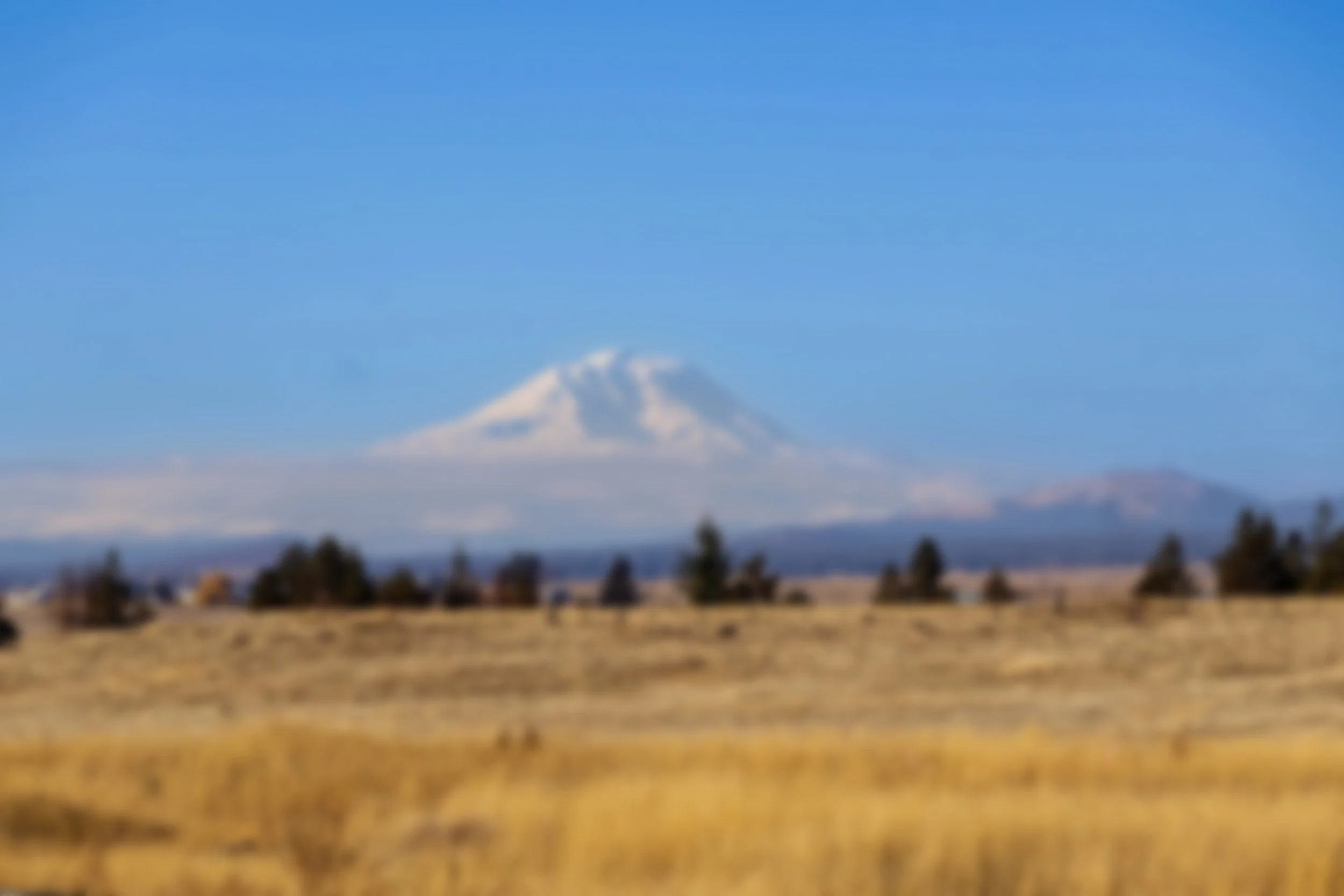 Snow-capped Mount St. Helens volcano in the distance over a grassy field with scattered trees under a clear blue sky.