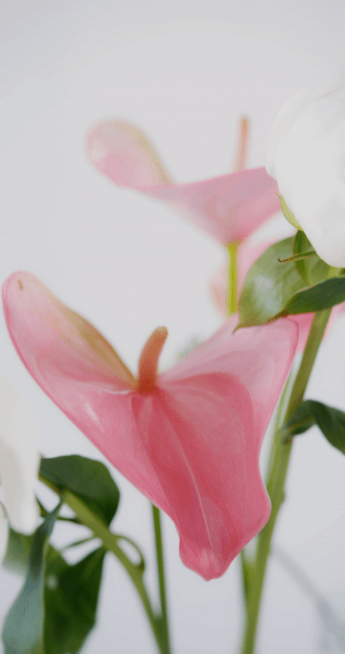 A large pink and green flowers on a white background