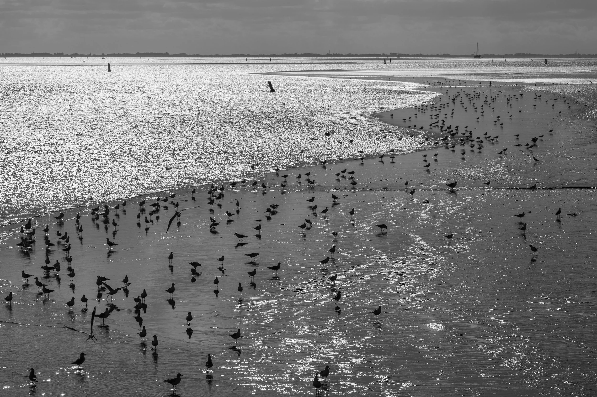 Nature, Wadden & birdphotography