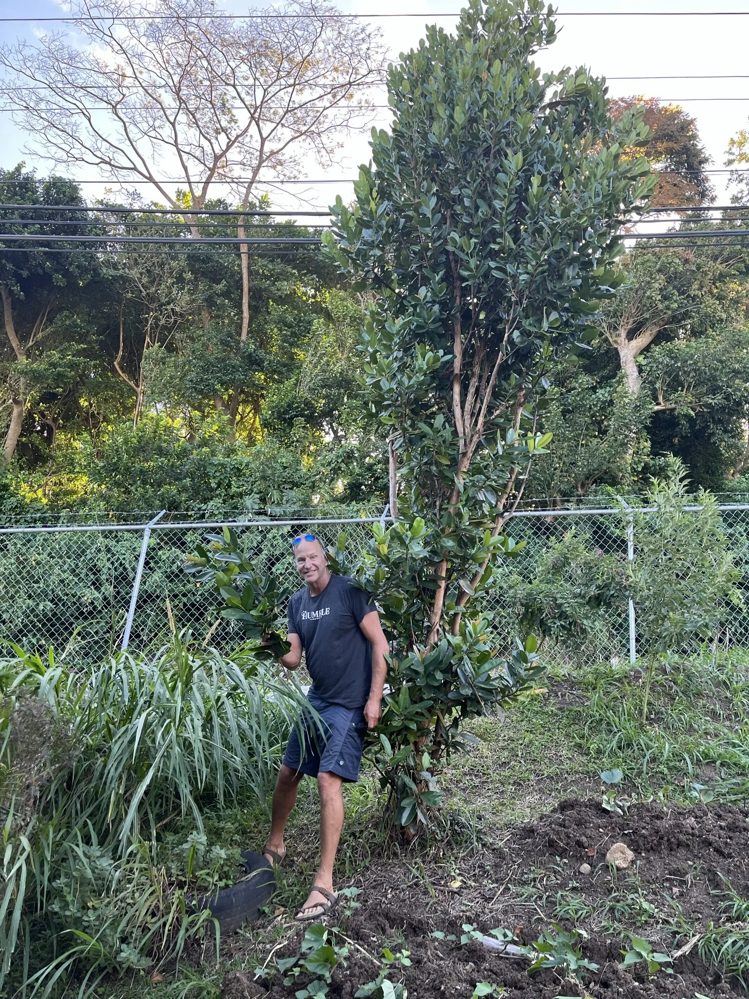 Our all-day scavenger hunt for fresh Bay Leaf lead us here, to a Bay Leaf tree in school yard! Jackpot!