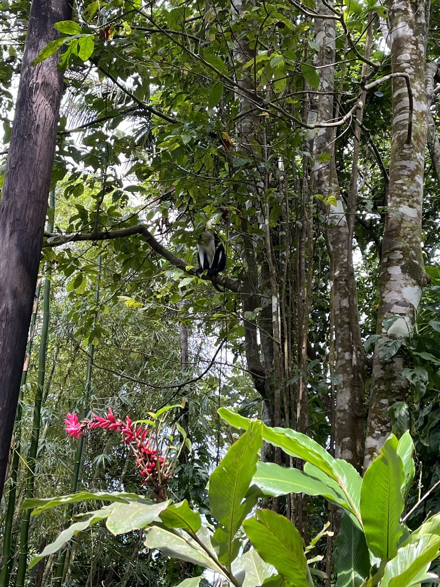 Mona Monkeys of Lake Antoine. We were unsuccessful in our attempt to feed them the Bananas we purchased at a road-side fruit stand. Next time!