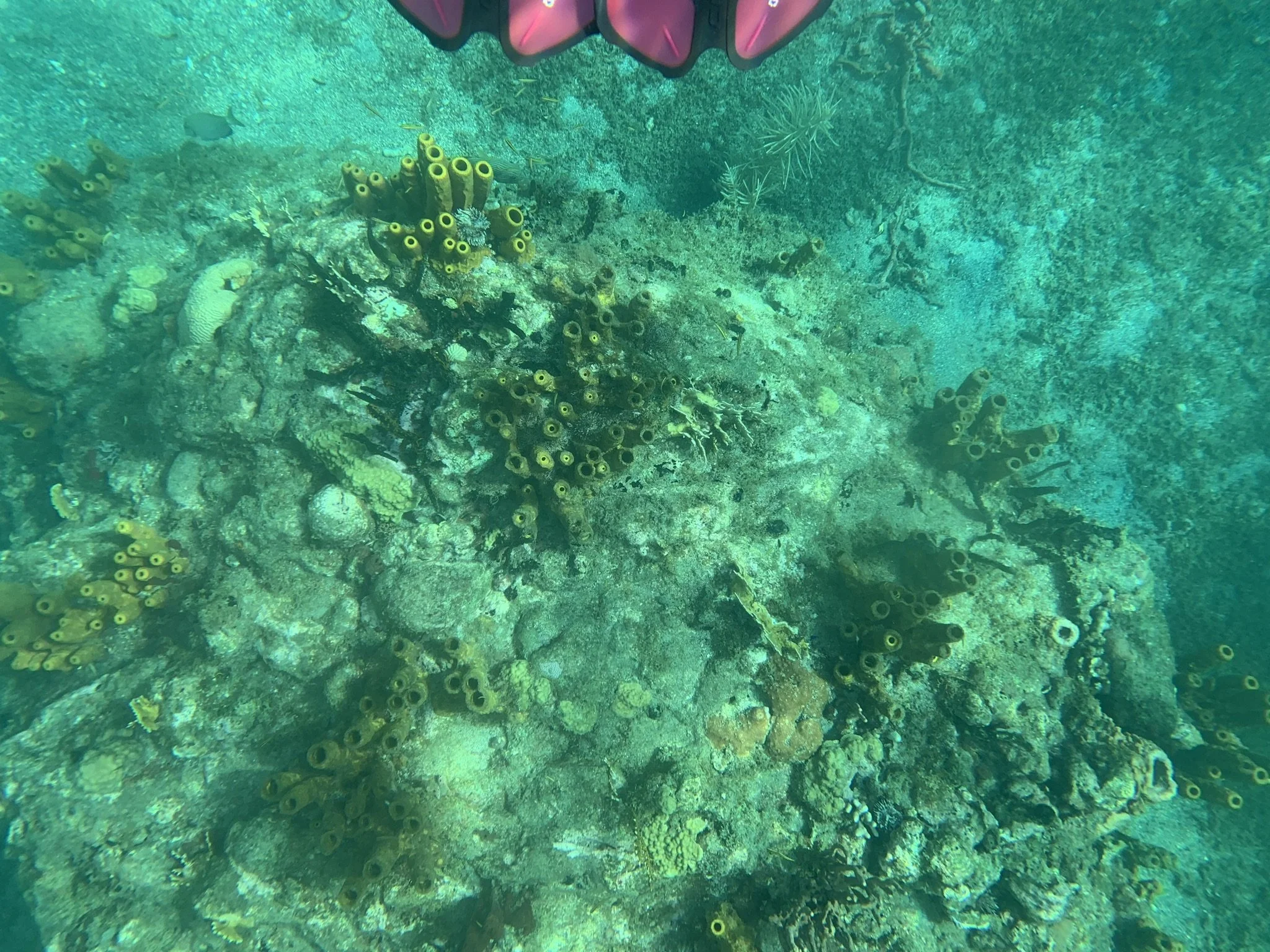 exploring Cousteau Reserve