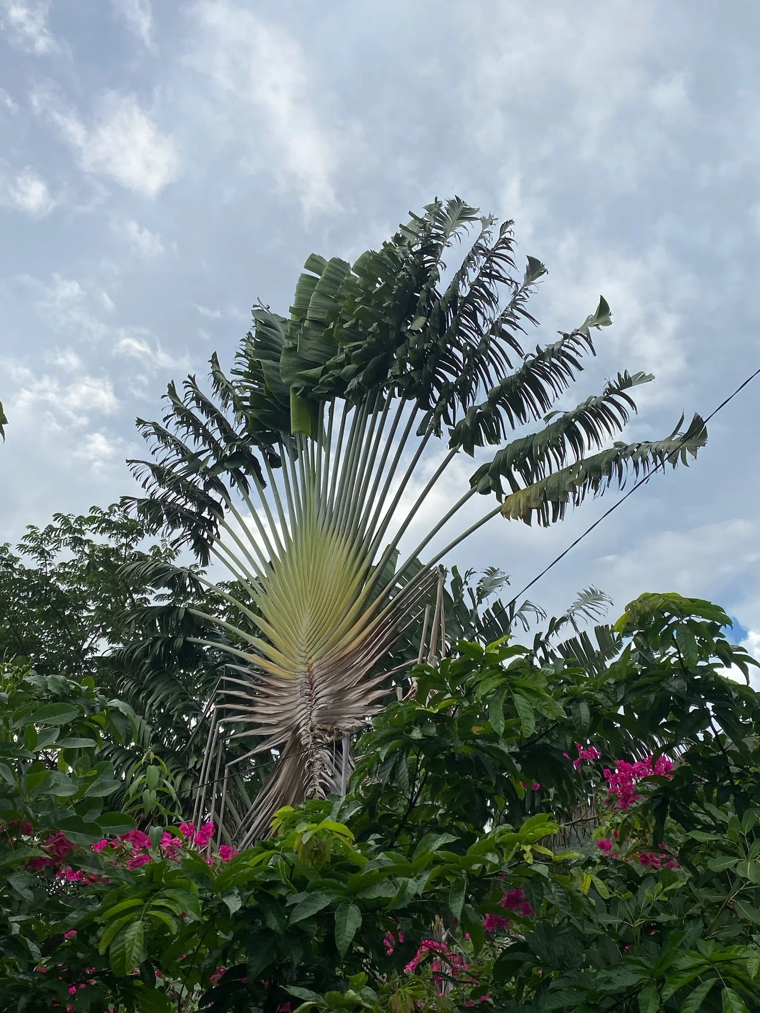 Palm fan in Grande Anse
