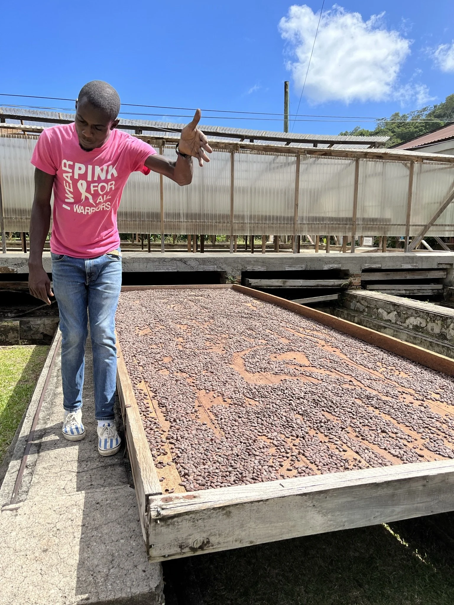 Sun-dried Coca at Belmont Estate in St. Patricks. As they dry, women walk on the pods to rotate them. Not pictured: the Chocolate Factory where we hoarded the samples.
