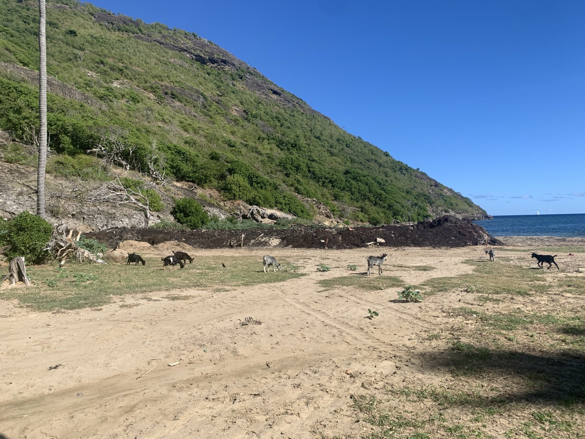 beach goats of Terre de Haut