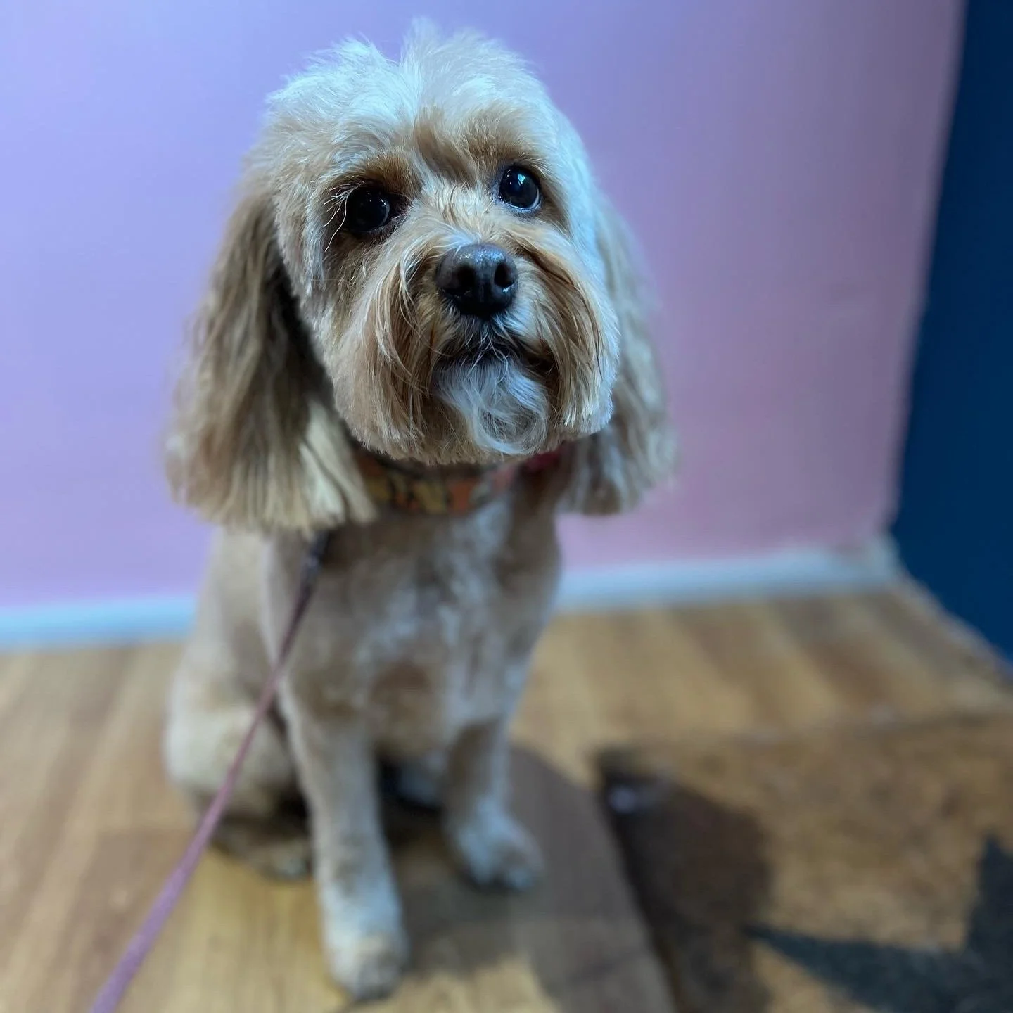 Gallery 3 — Pawfection Dog Grooming