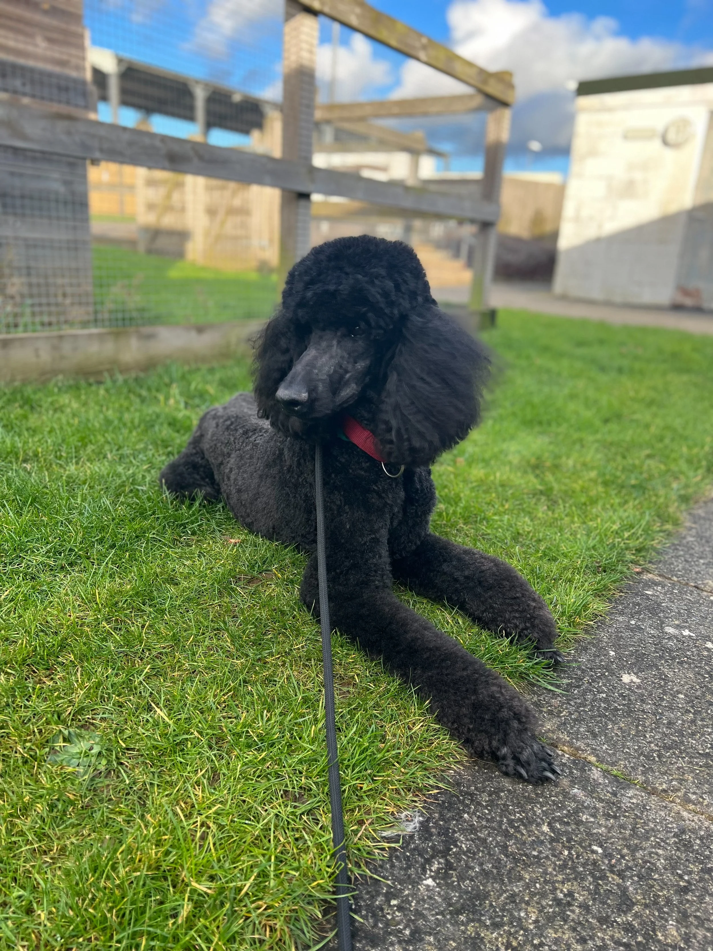 Gallery 3 — Pawfection Dog Grooming