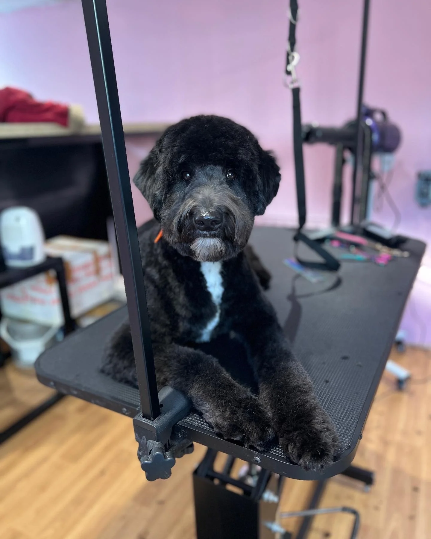 Pawfection Dog Grooming