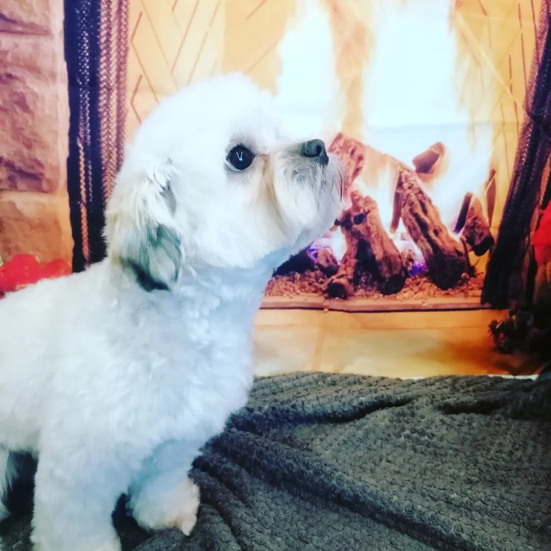 Gallery 3 — Pawfection Dog Grooming