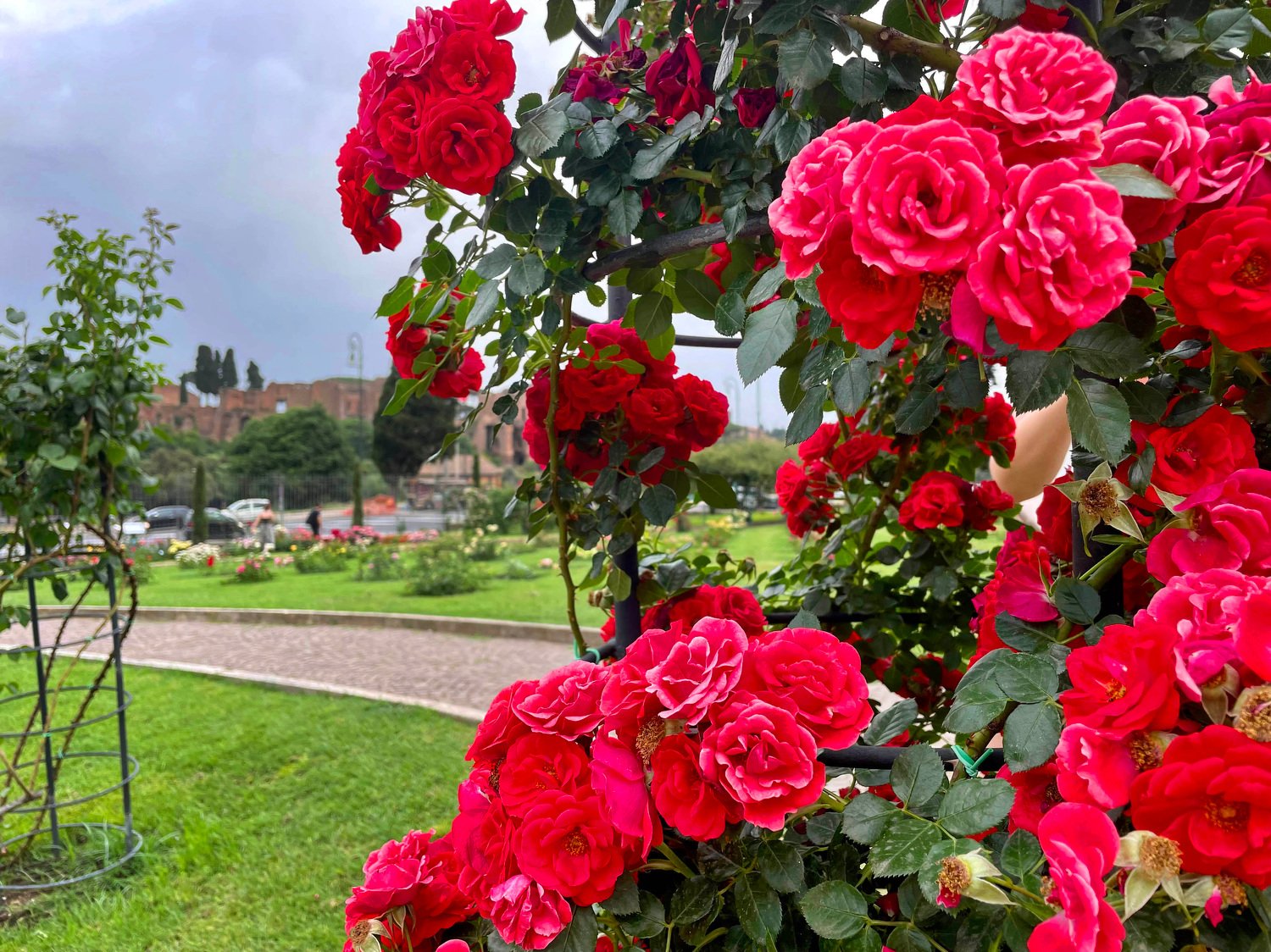Visiting the Rome Rose Garden — The Empty Nest Explorers