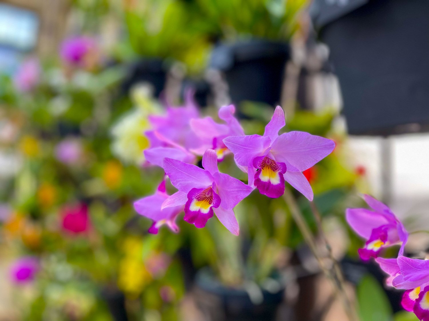 Orchids at Longwood Gardens 001.JPG