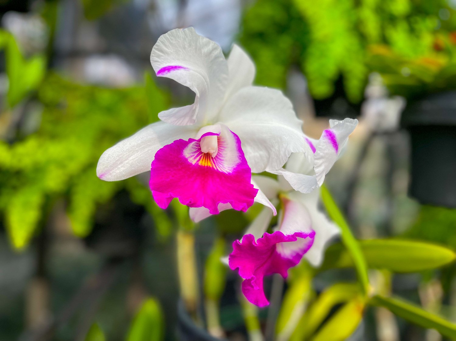 Orchids at Longwood Gardens 005.JPG
