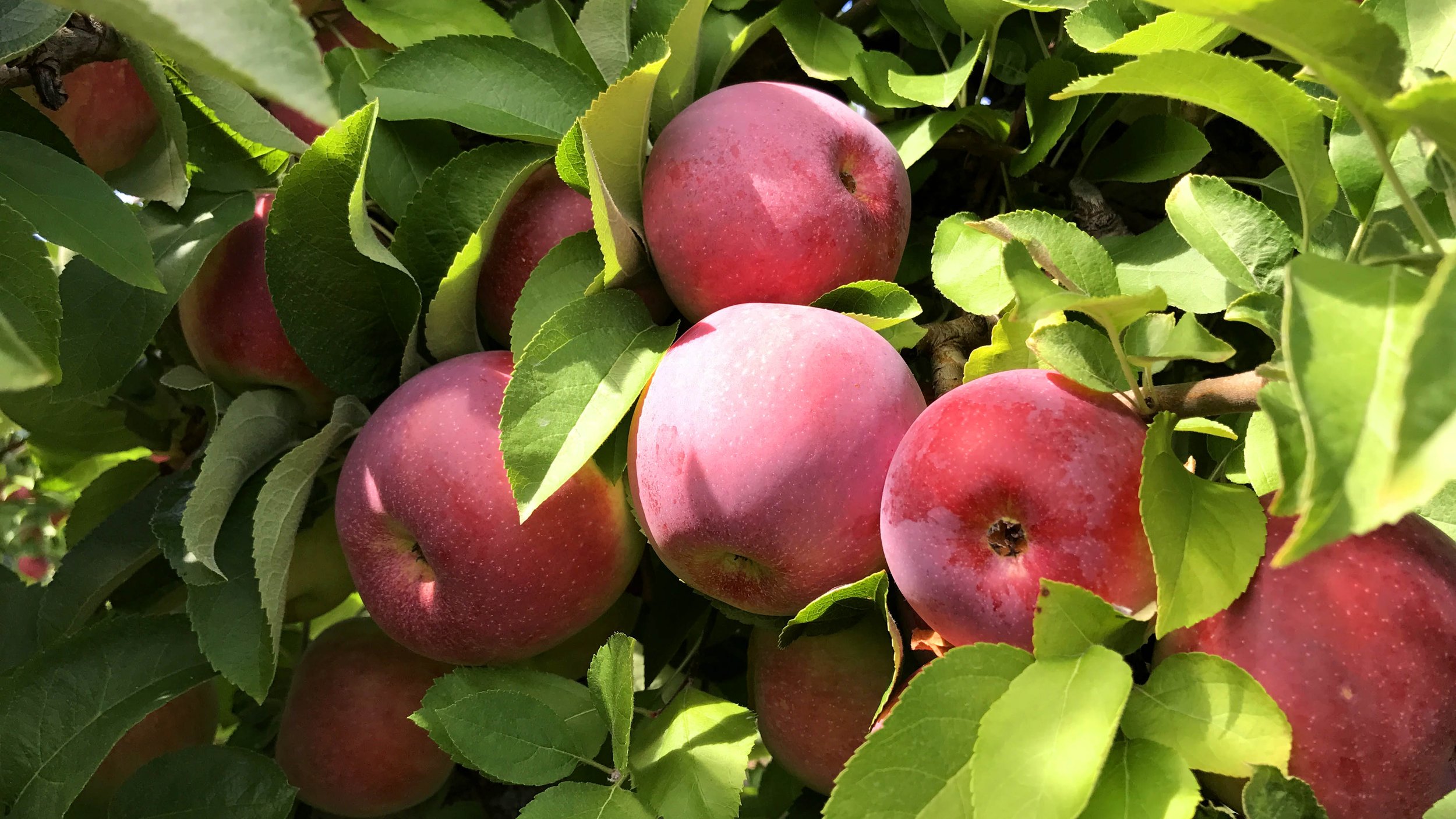 Apple picking at Terhune Orchards.