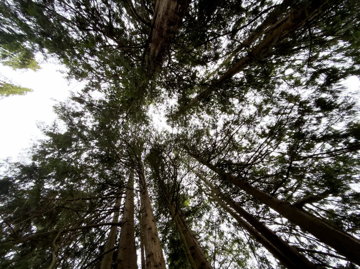The tall fir trees are dizzying!