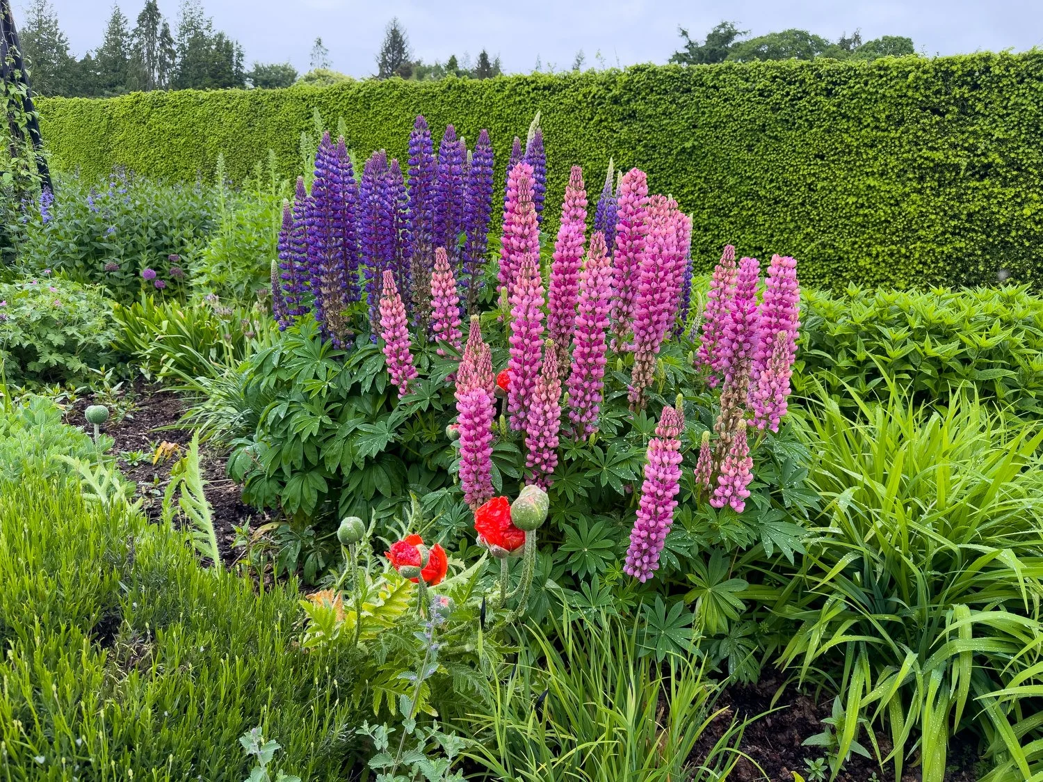 Sweet things growing in the Walled Garden