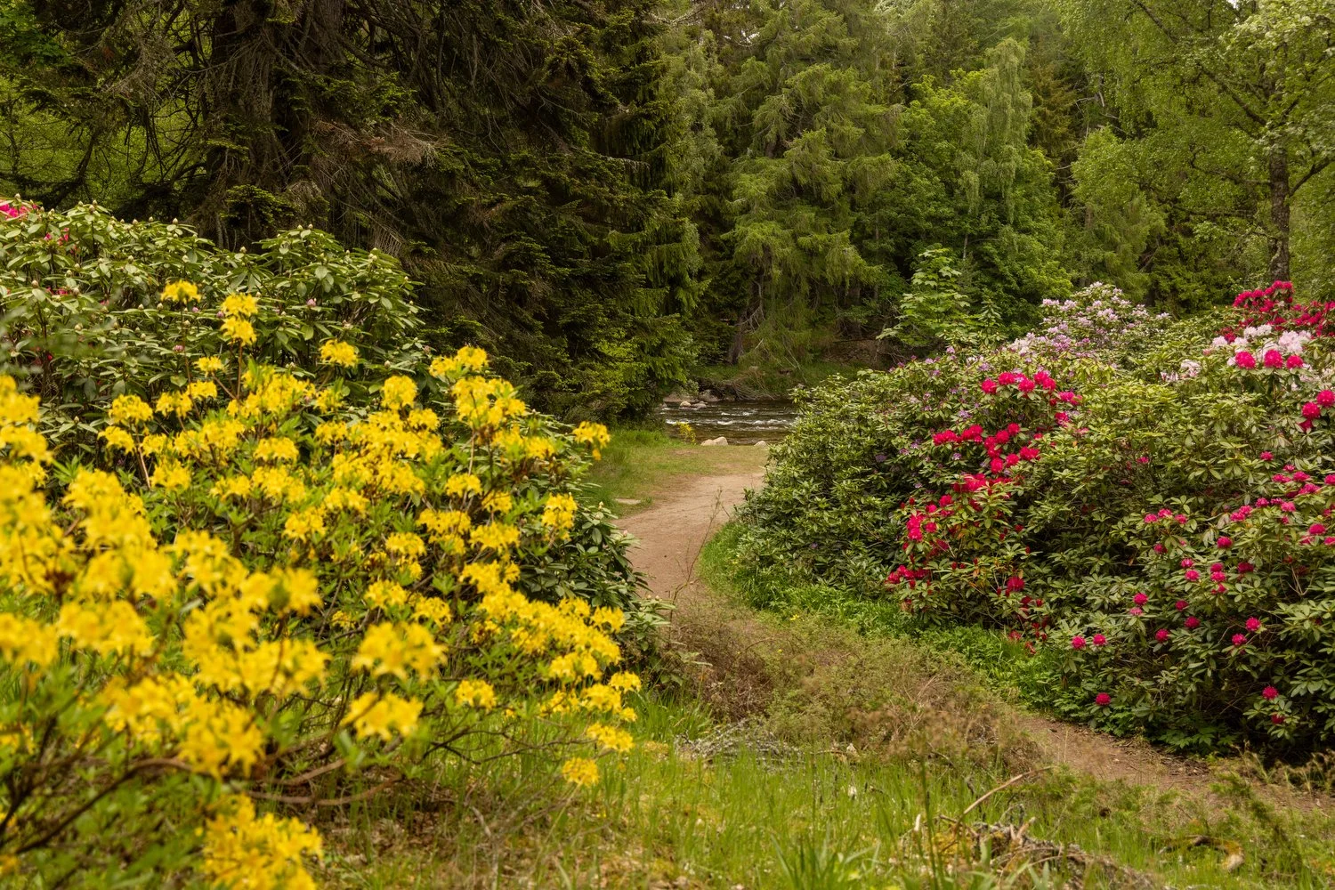 Flowered trails lead to the River Dee