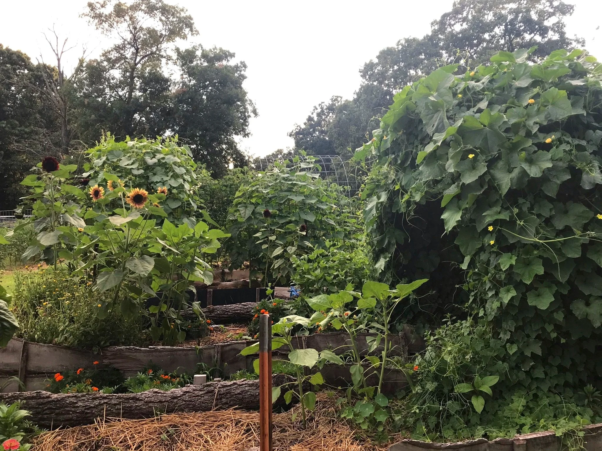 Starting a Garden for Beginners  