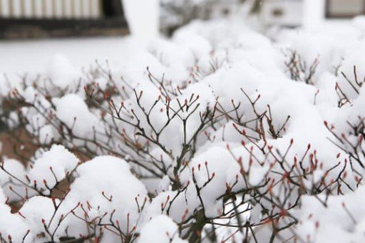 How to Find Your Frost Date!