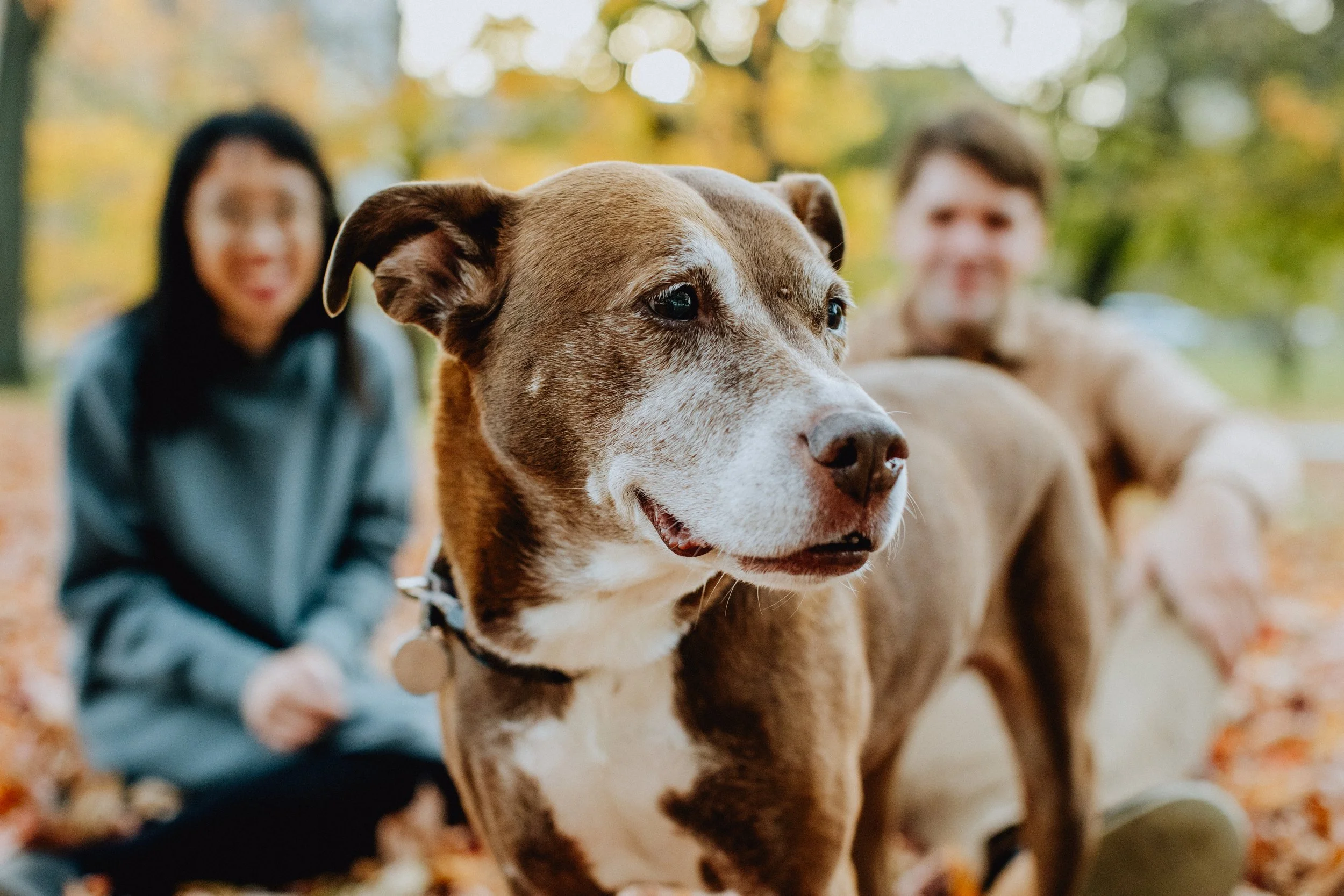 Chicago-Promontory-Point-couple-dog-photo.jpg
