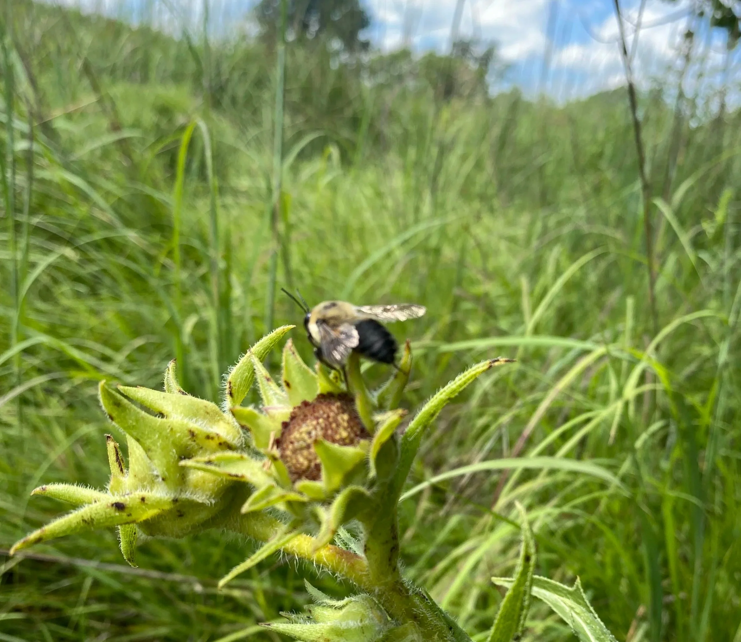 Close-up of a bee on a sunflower among green grass and plants under a partly cloudy sky.