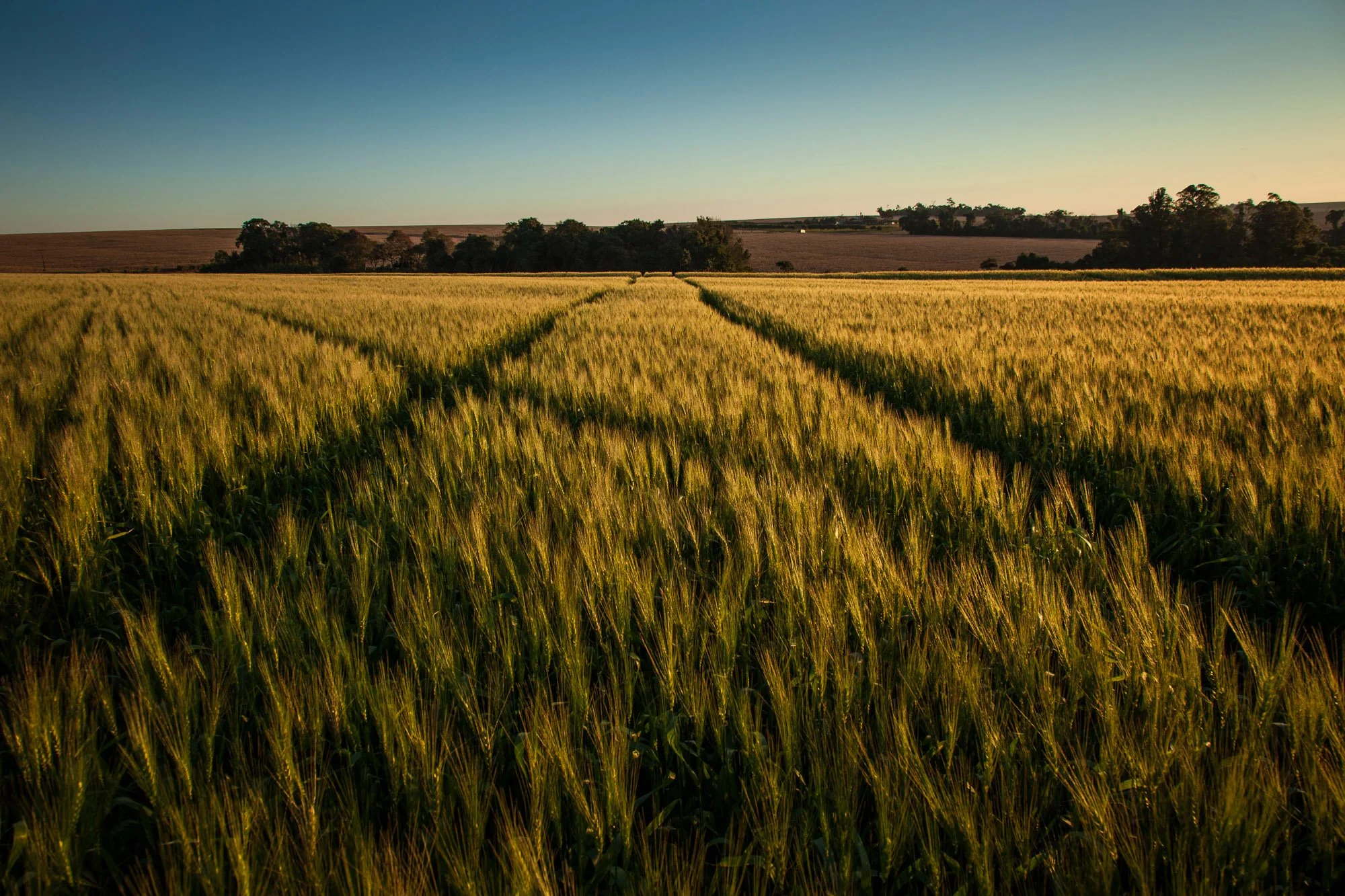 leocavallini-landscapes-wheat-plantation-brazil-050713-9855.jpg