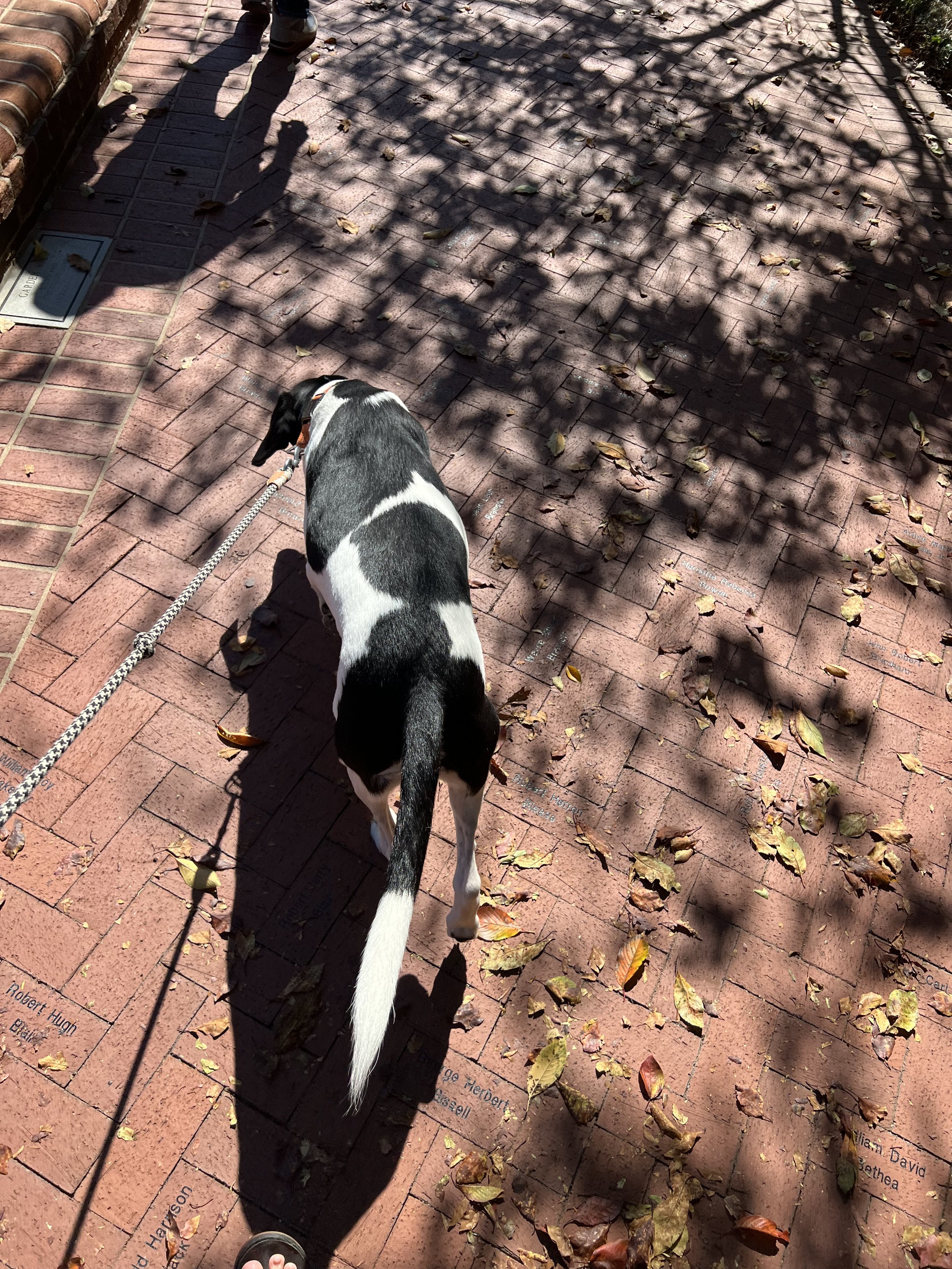 IMG_1795.jpeg