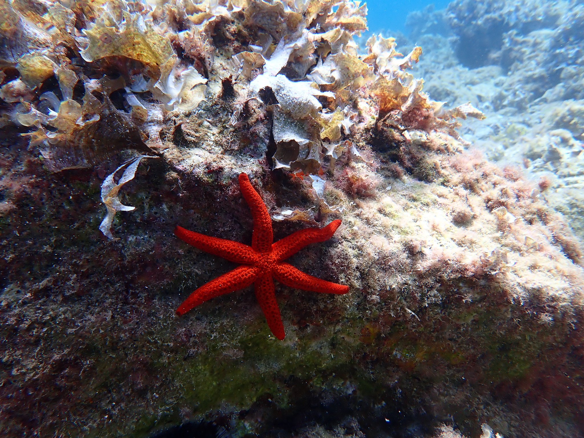 First-Time Scuba Diving in Mallorca – Beginner Client Experience