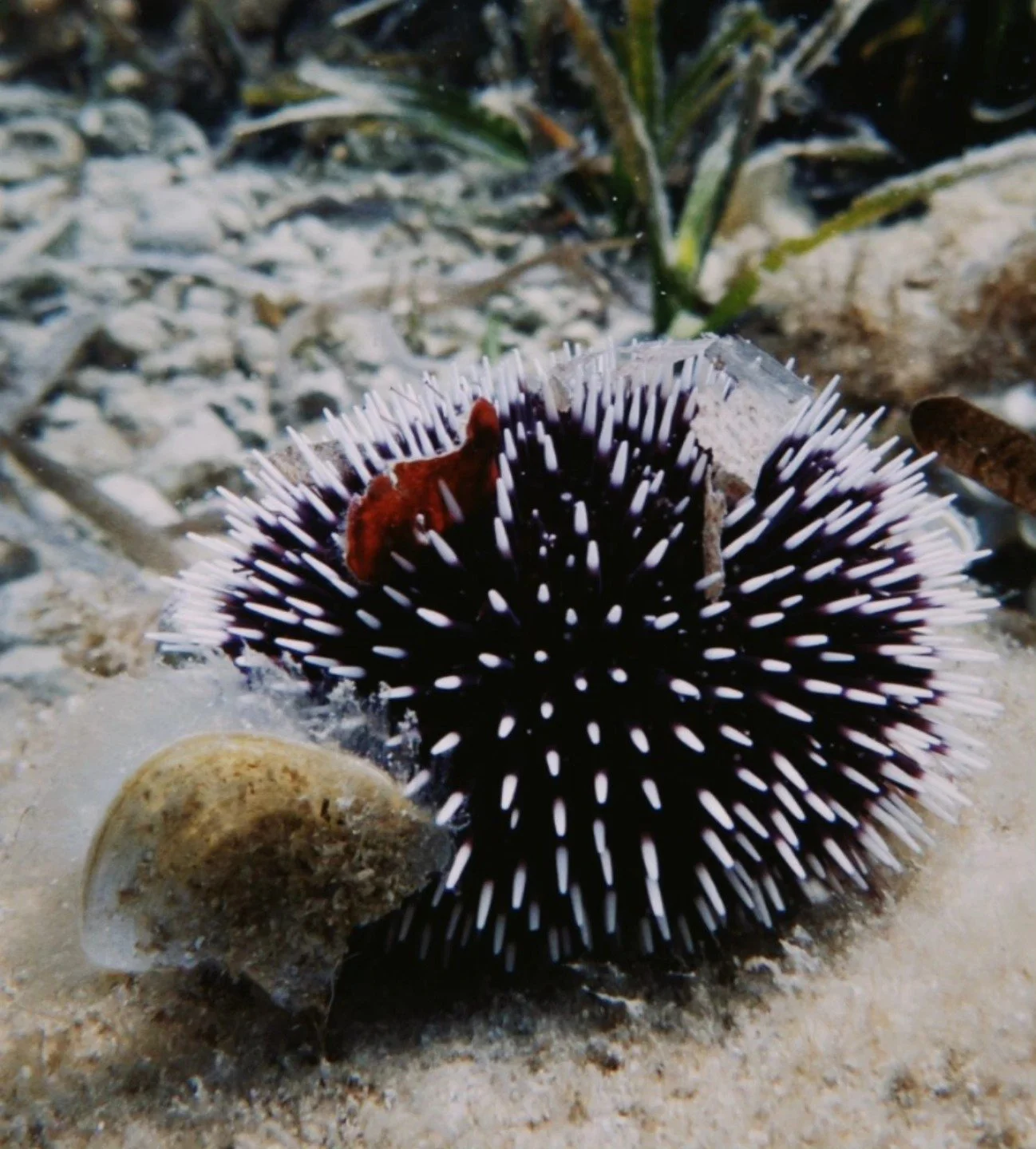 🌊✨ The Ocean's Little Hoarder ✨🌊

Say hello to the collector urchin&mdash;nature&rsquo;s decorator! 🖤 This spiky character isn't just stylish; it&rsquo;s smart. Urchins like this one cover themselves with shells, rocks, algae, and even trash for c